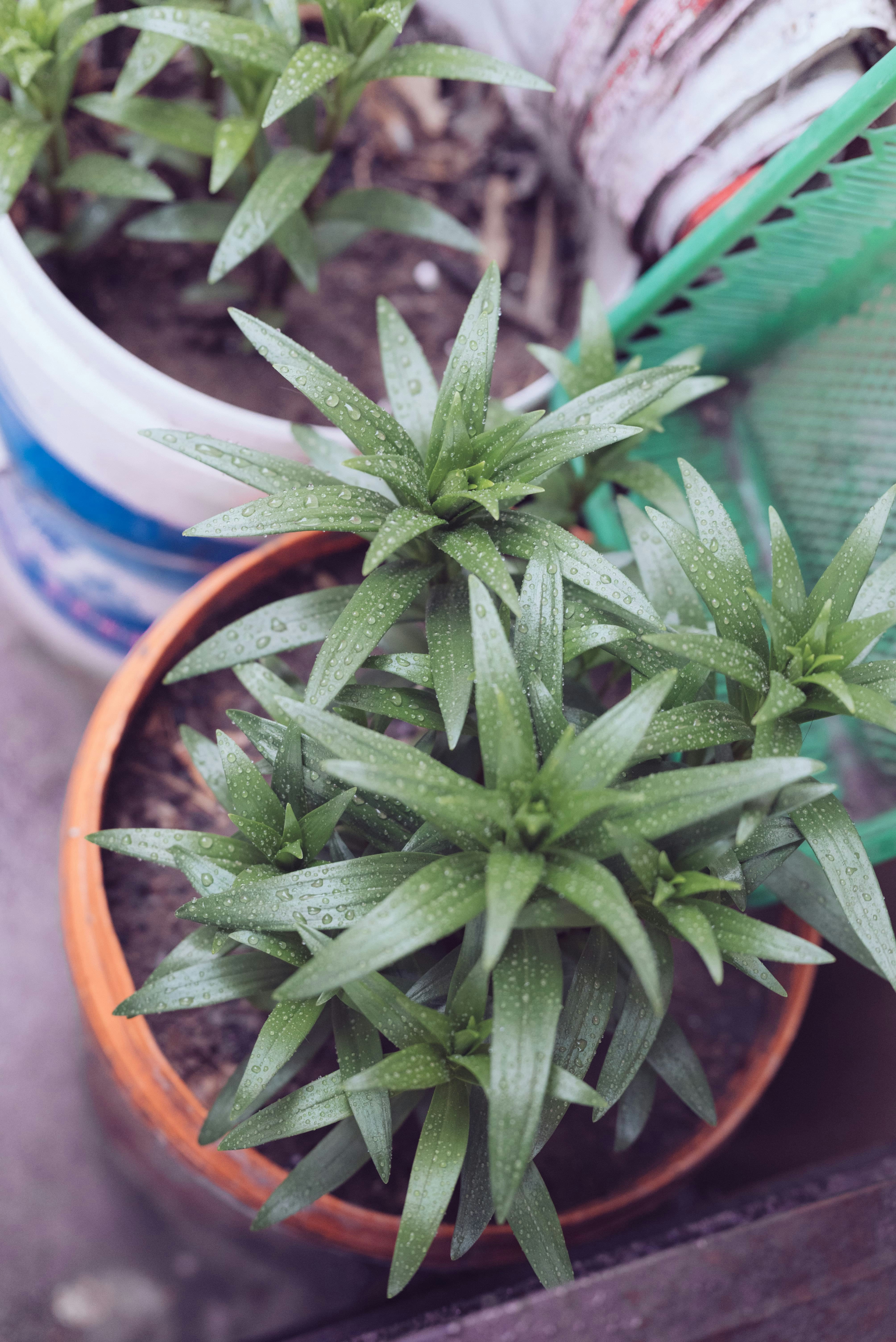 緑色の植物はオレンジ色の鉢で水滴とともに芽を出します。