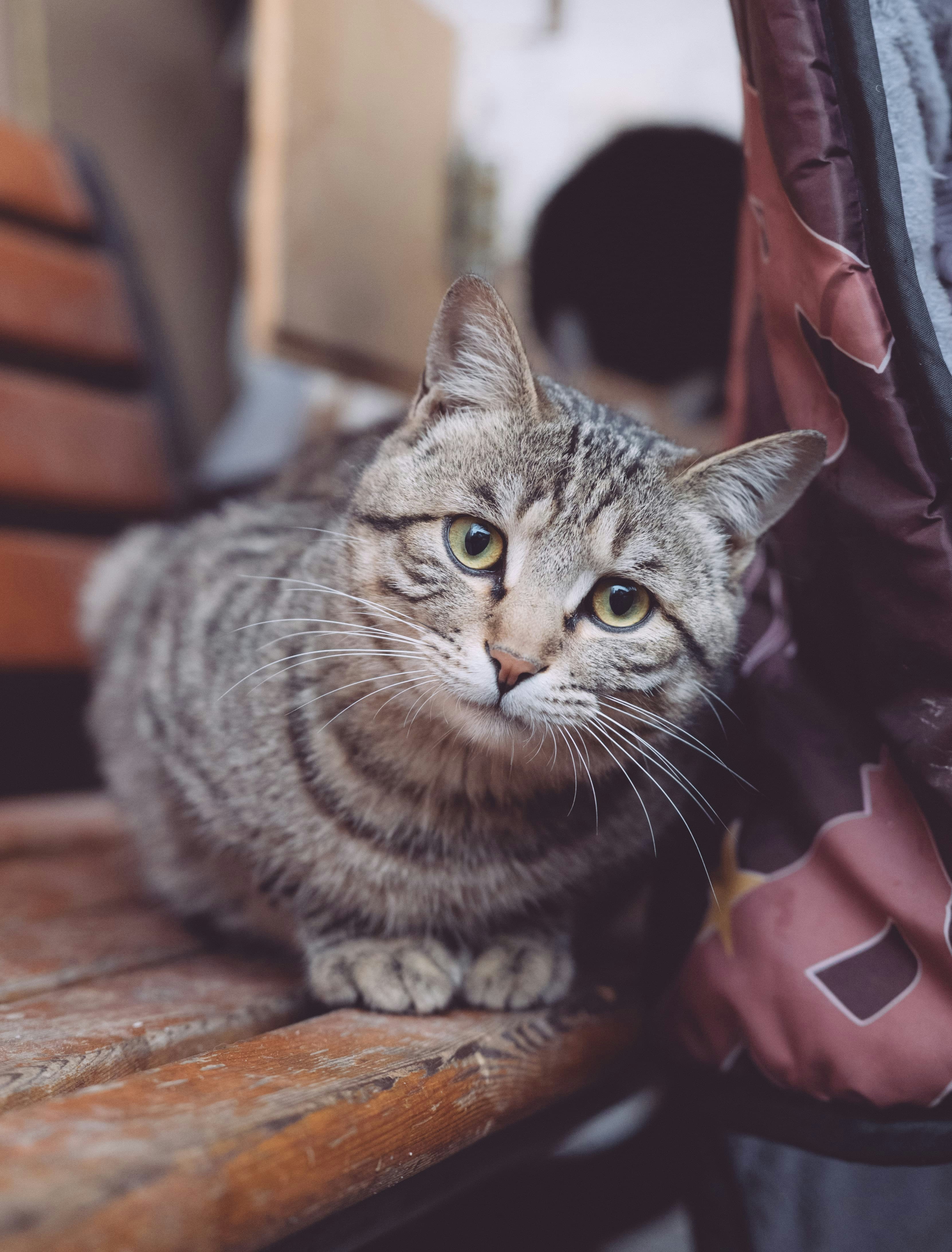 緑色の目を持つタビー猫が木製のベンチに座っている。
