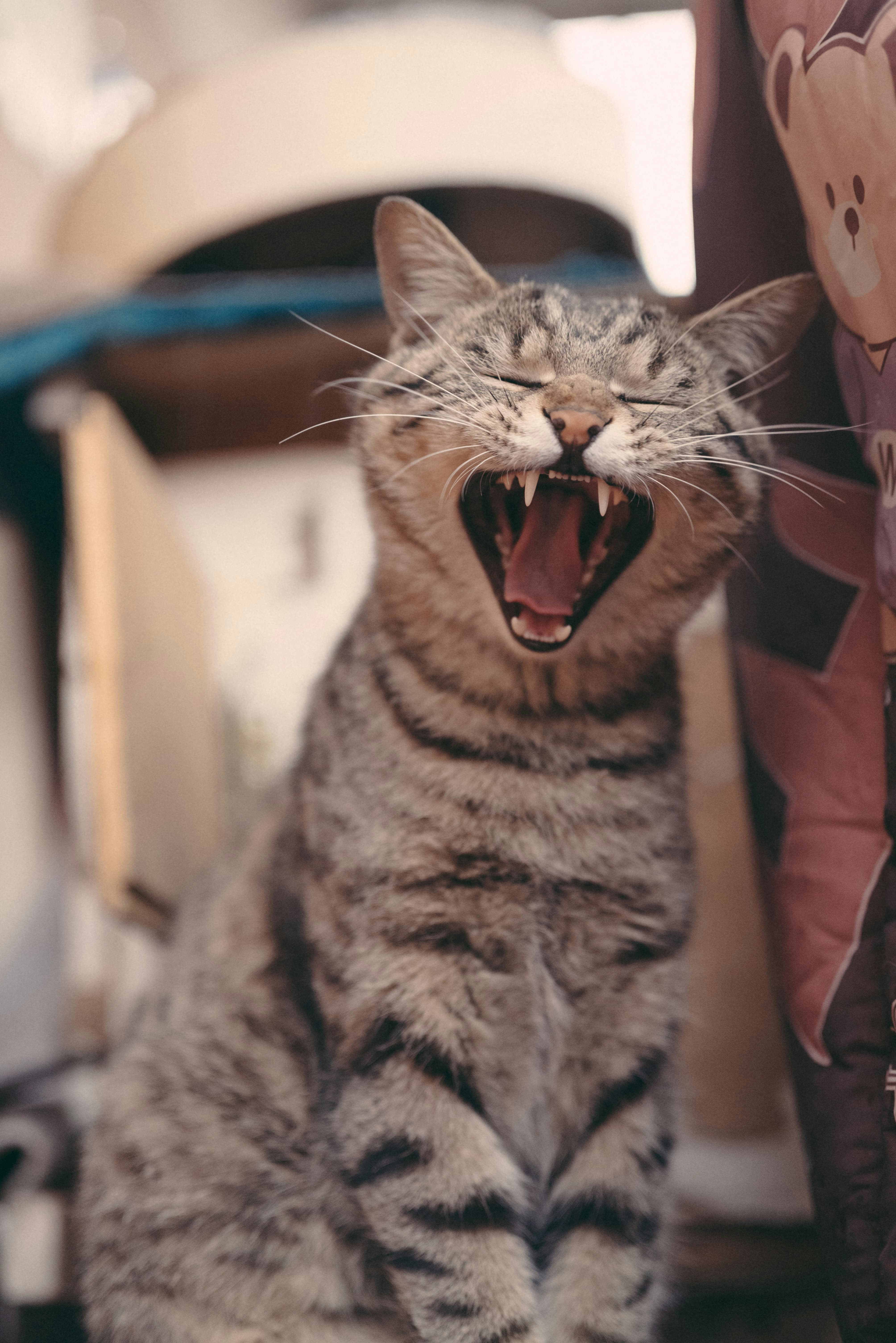 大きくあくびをし、歯を見せるタビーの猫。