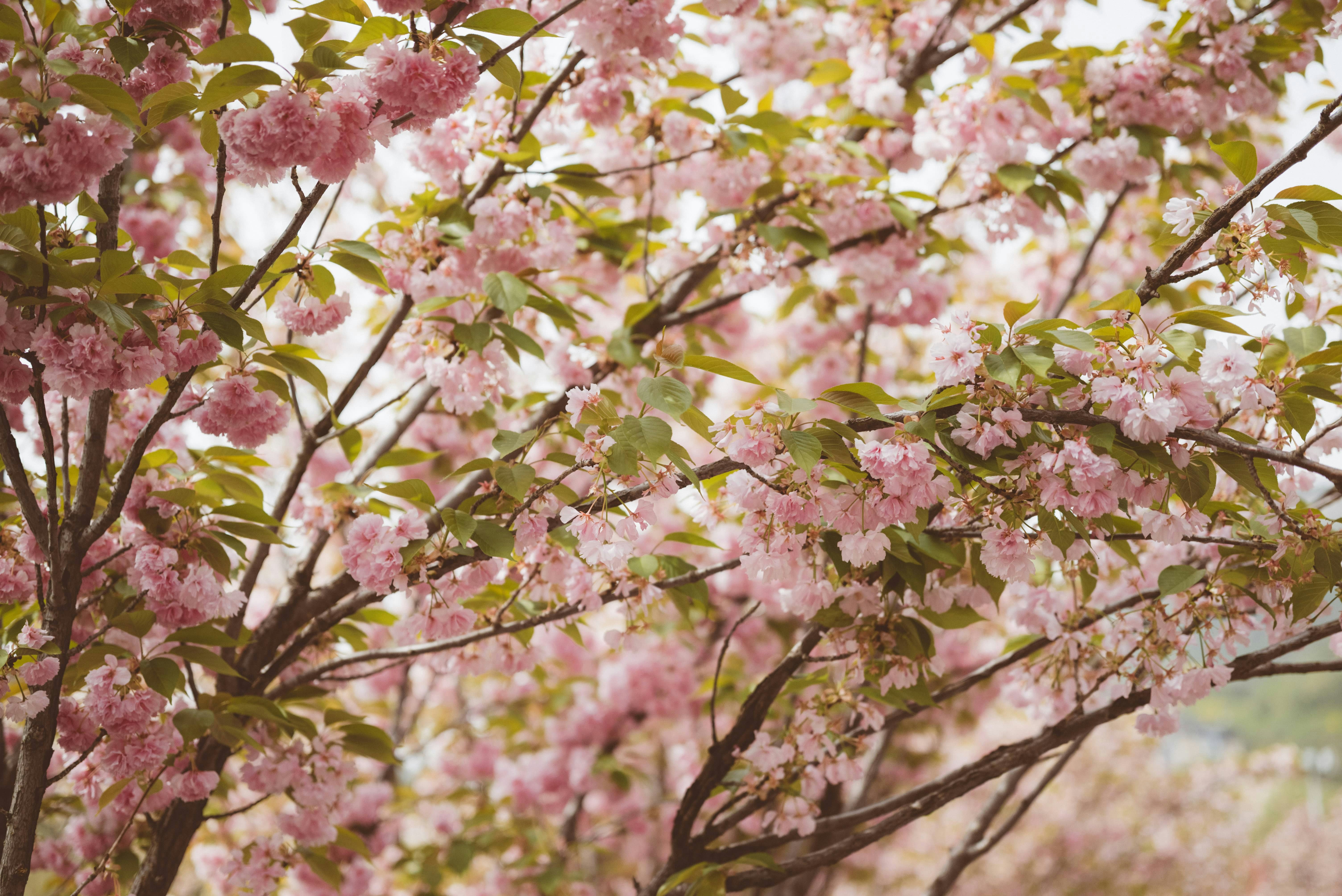 春には木の枝に咲くピンクの桜。