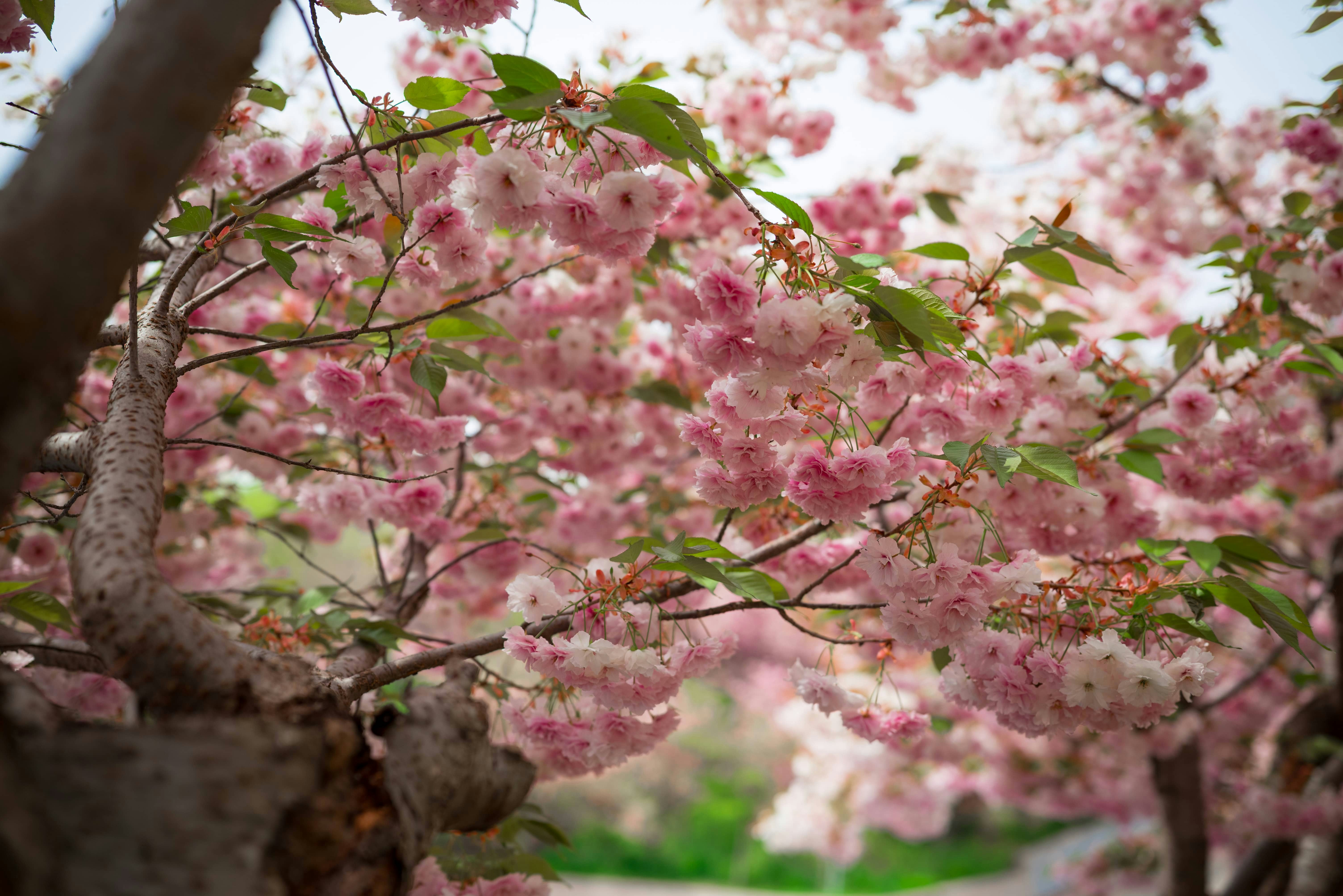 春には木の枝にピンクの桜が豊かに咲きます。