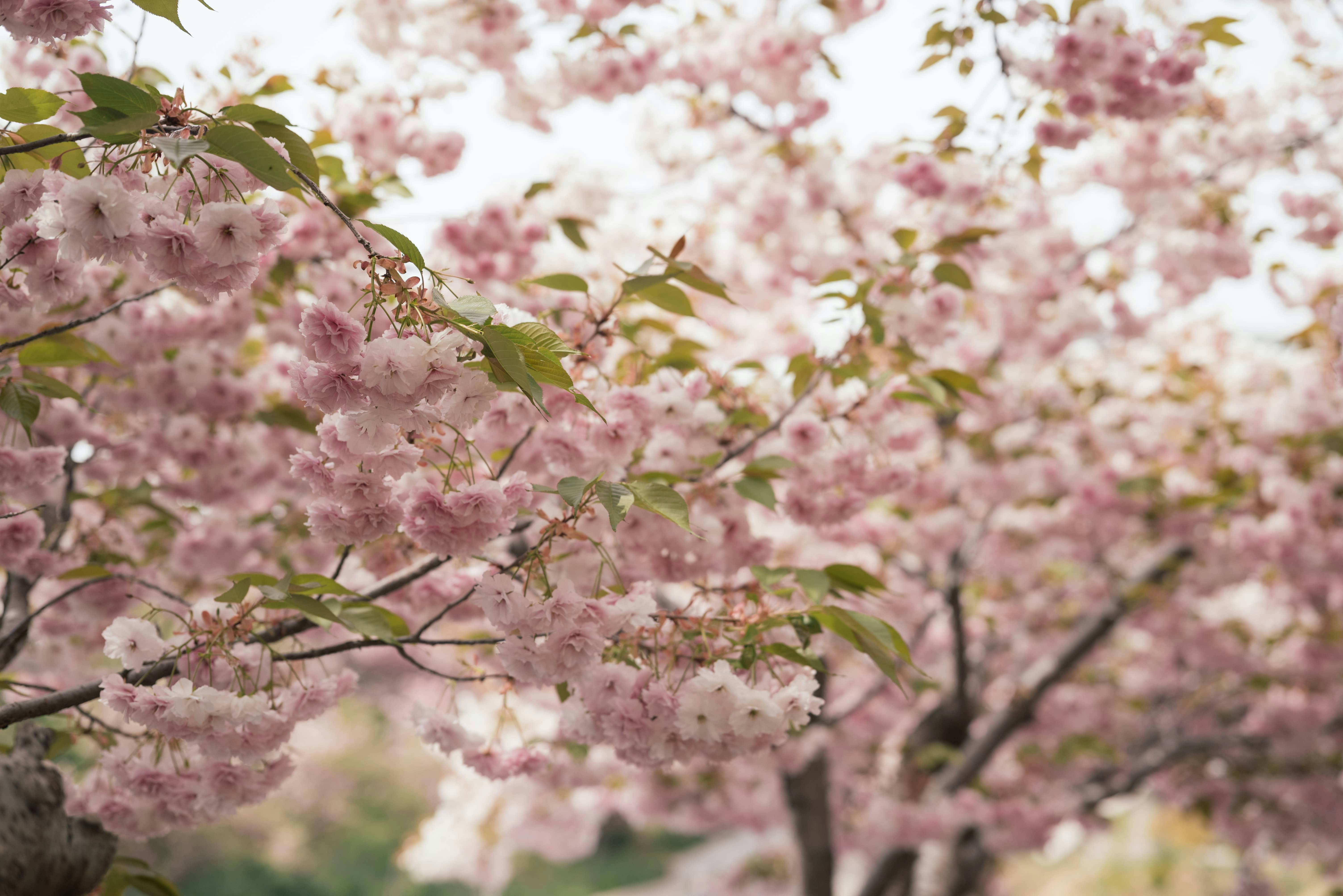 春には木の枝にピンク桜が咲きます。
