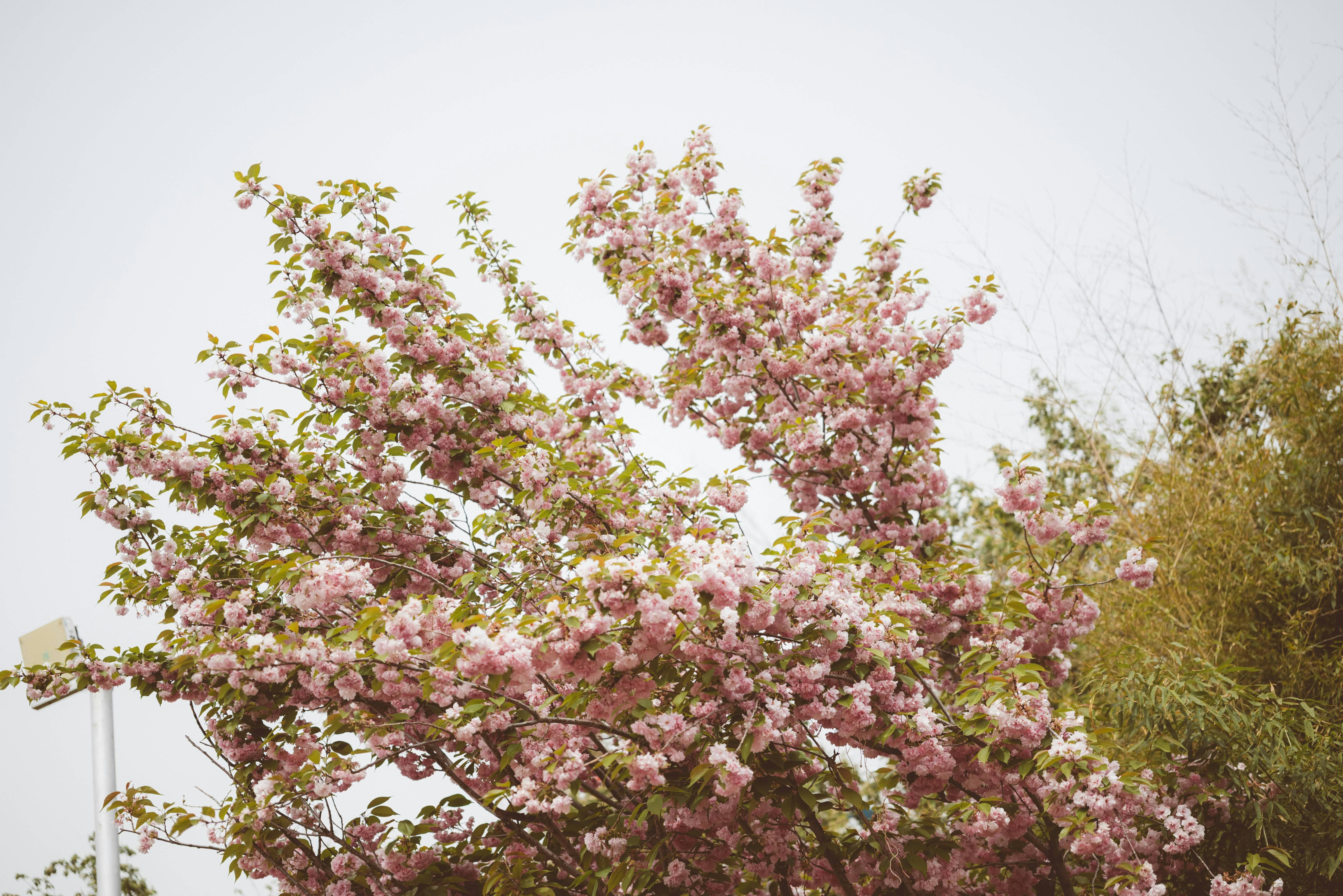 明るい空を背景に、豊かなピンク色の花を咲かせる木。