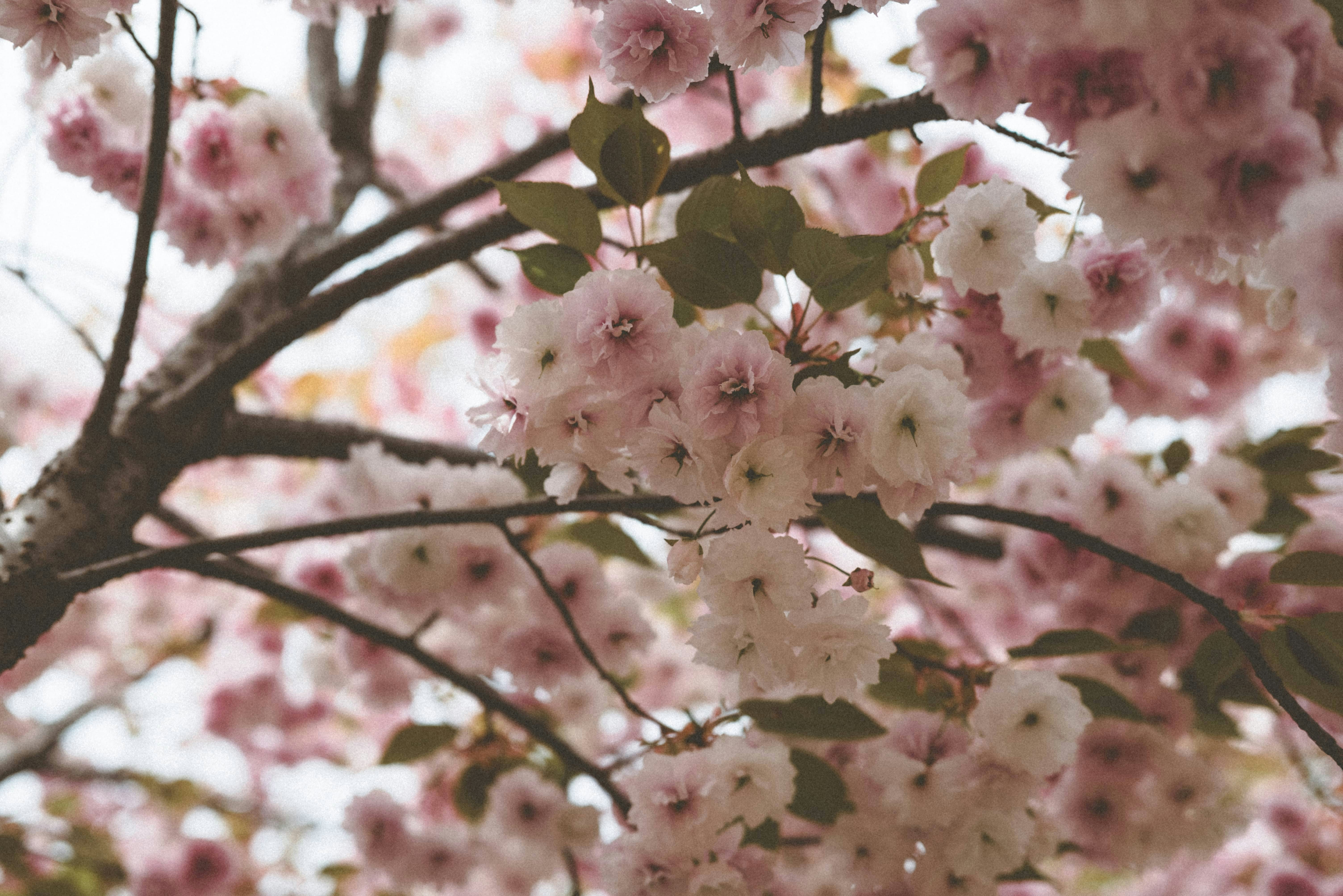 春には木の枝にピンク桜が咲きます。