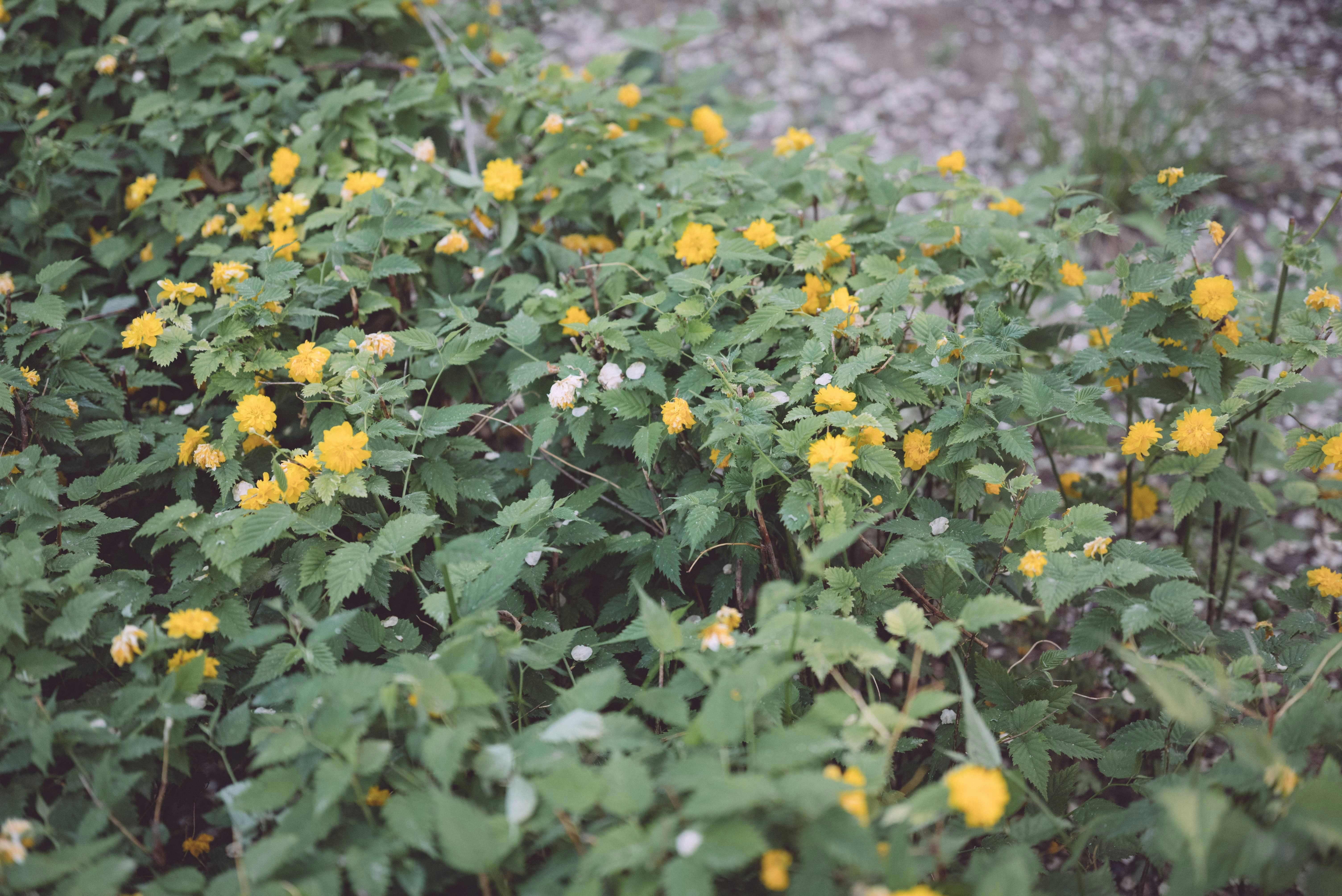 小さな黄色い花が咲く緑の密集した植物の群れ。