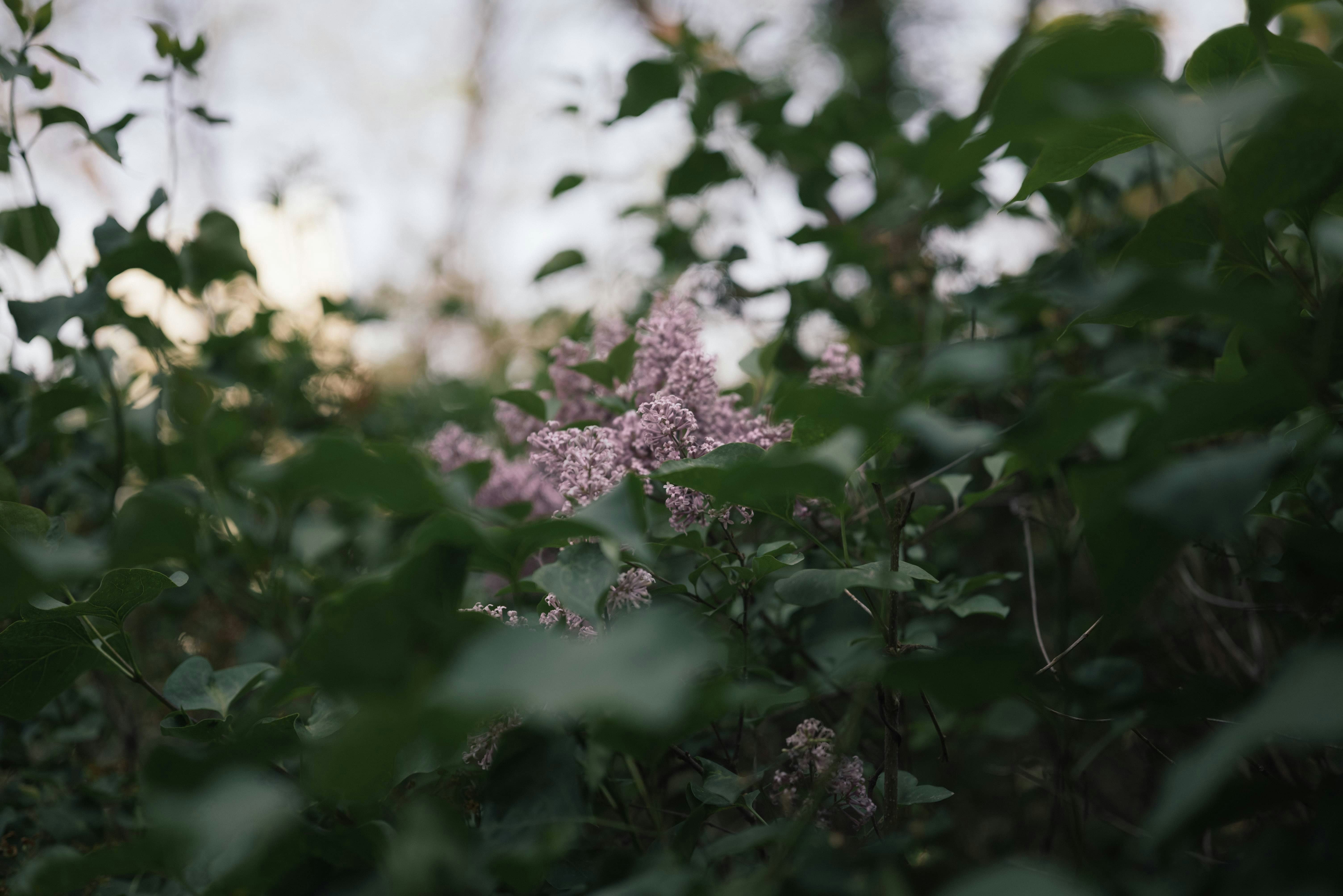 青々とした葉の間にピンクの花が咲いています。