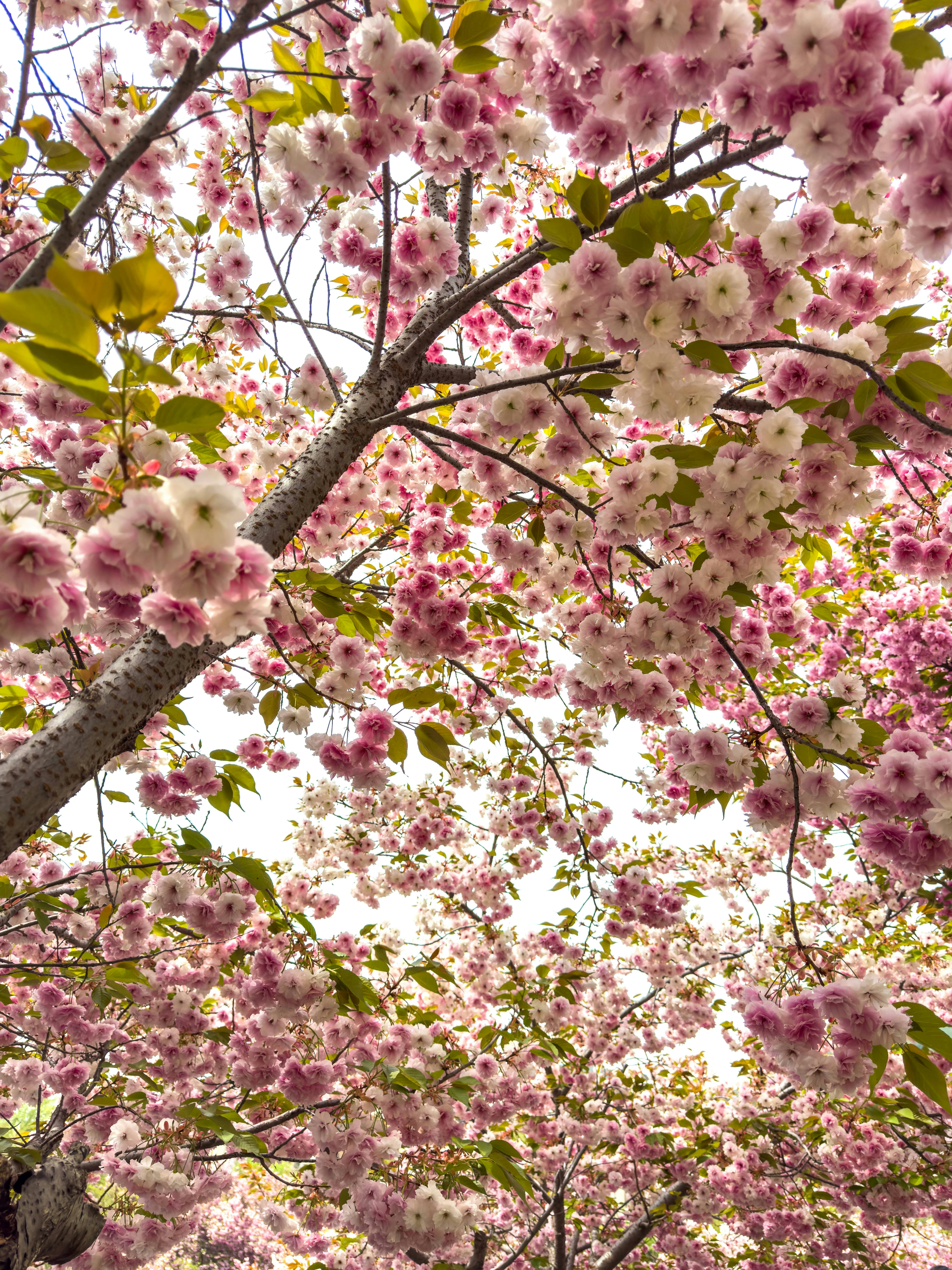 木の枝にはピンクと白の桜がたくさん咲いています。