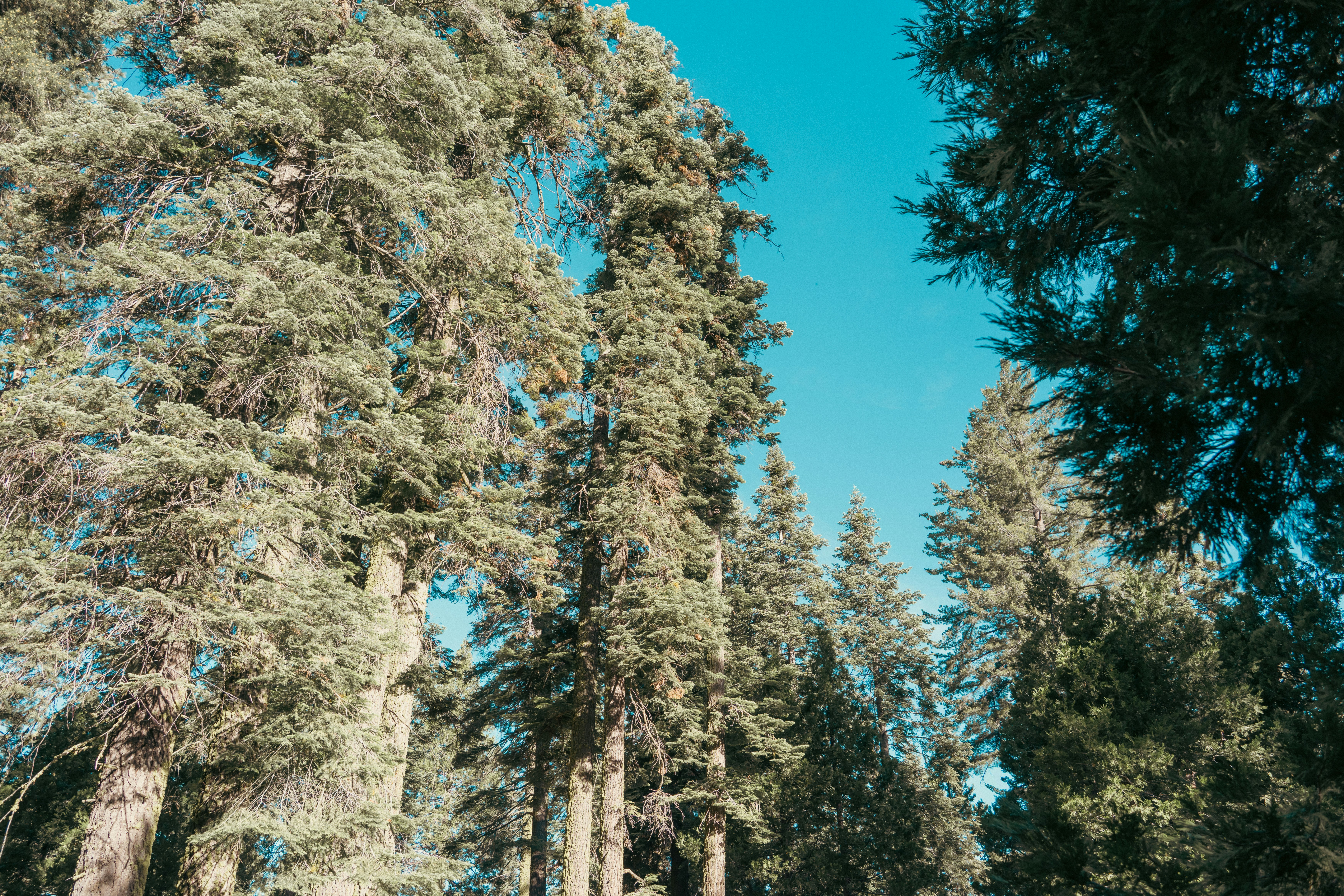 Tall green trees against a clear blue sky.