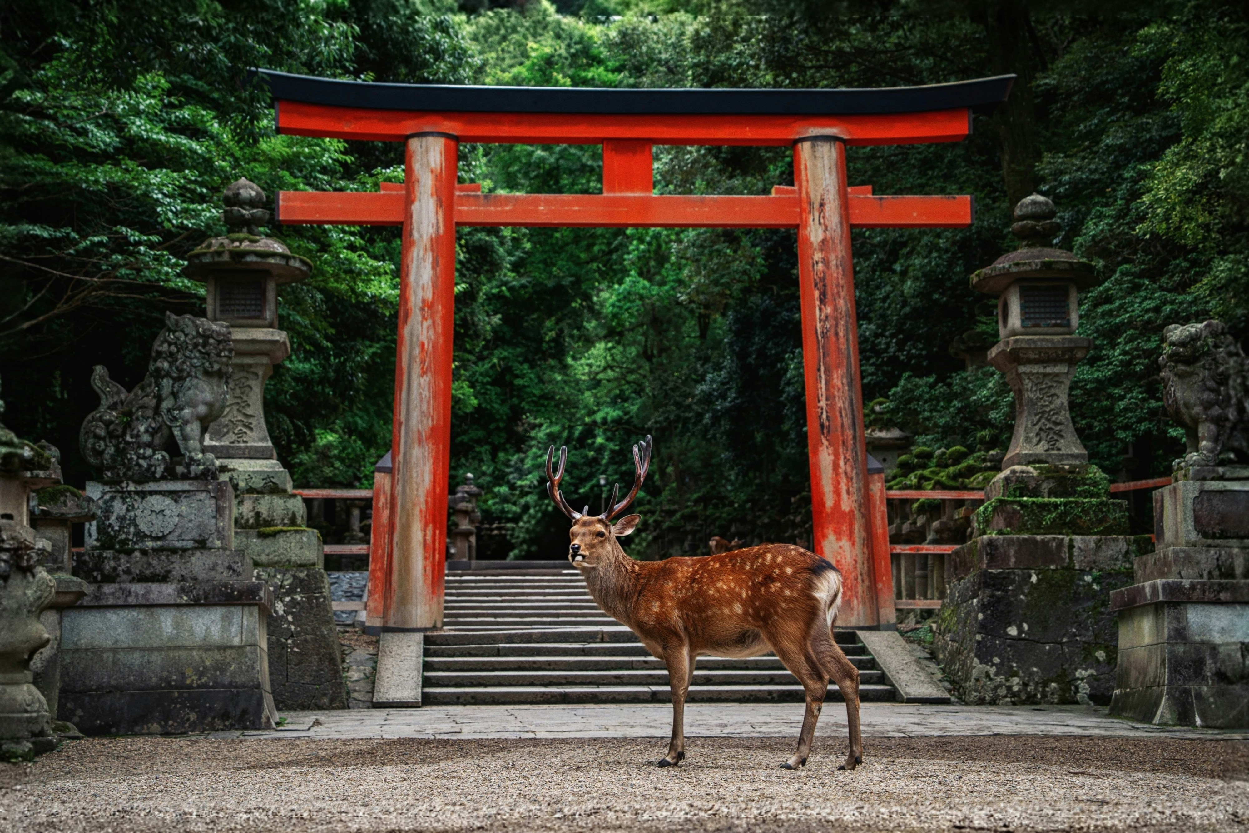 A deer stands before a red torii gate.