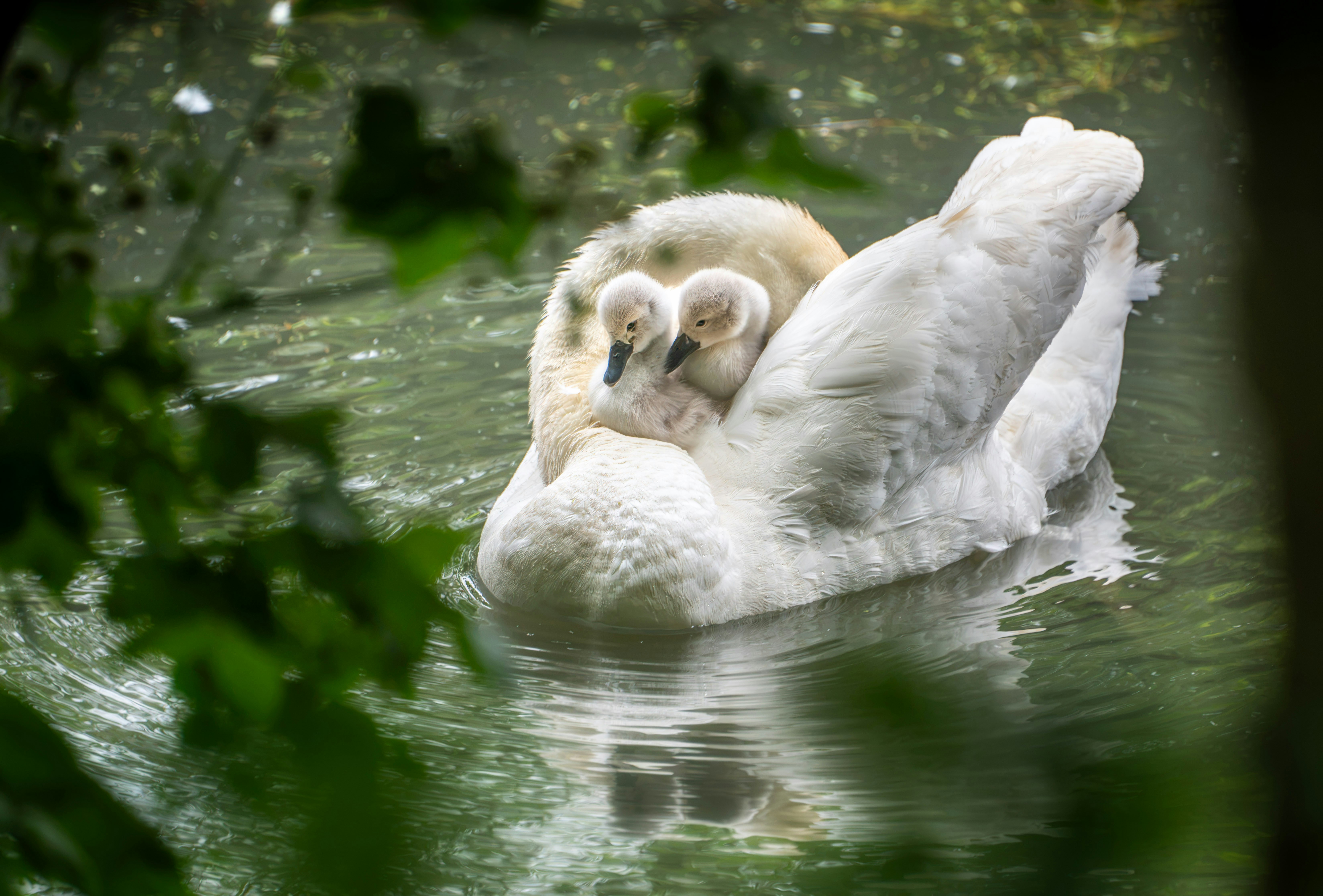 White swan swimming with two fluffy cygnets on its back.