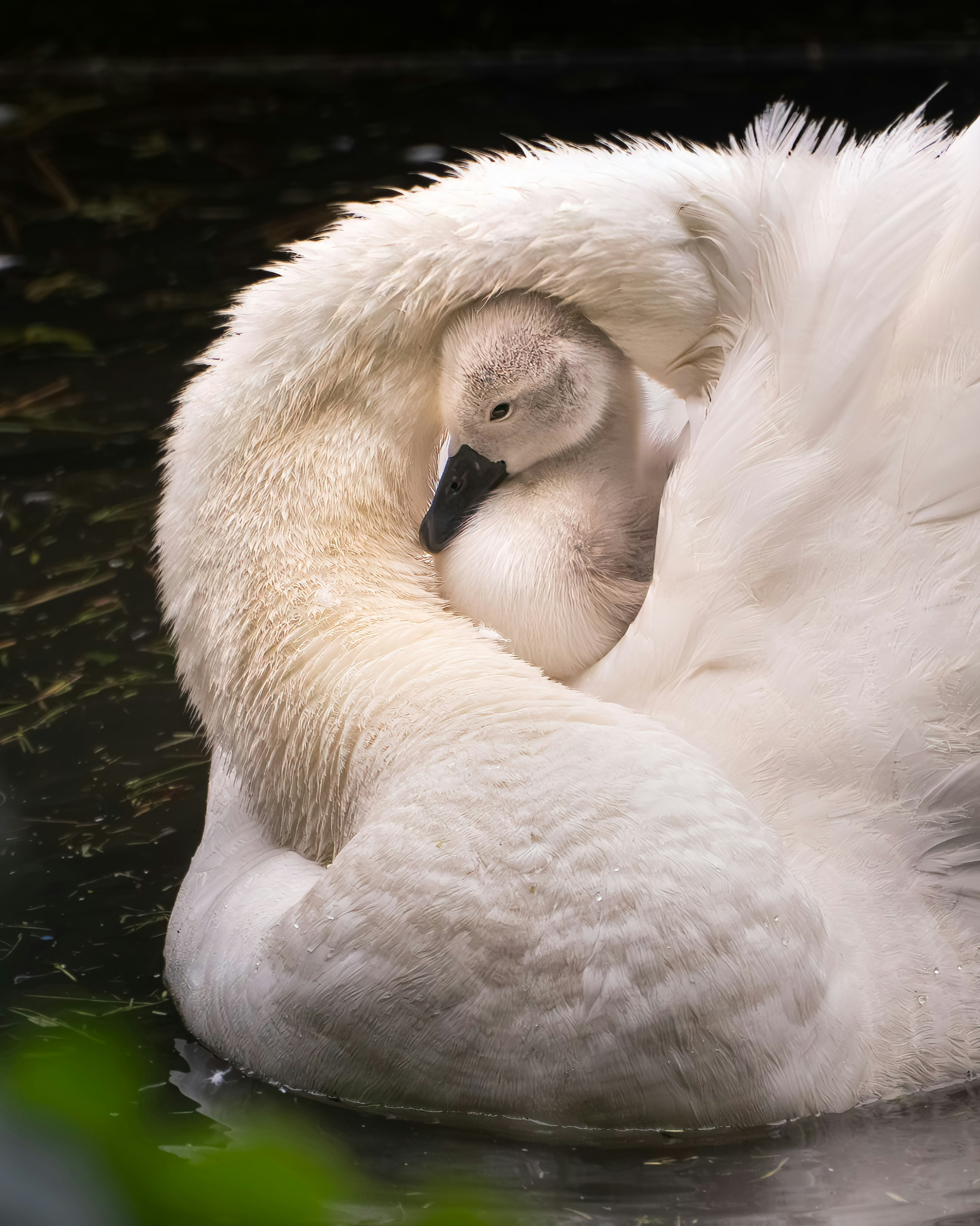 A white swan protects its cygnet under its wing.