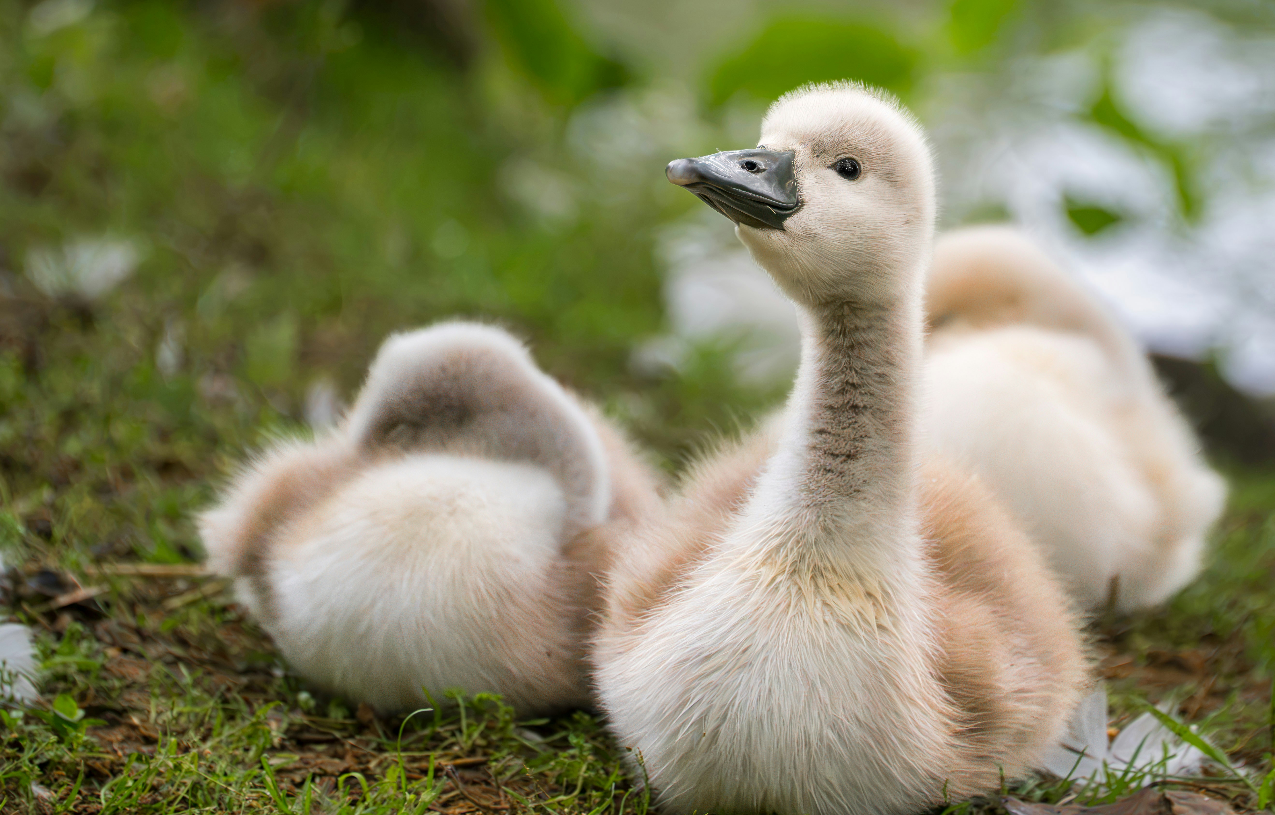 Fluffy cygnets resting on green grass.