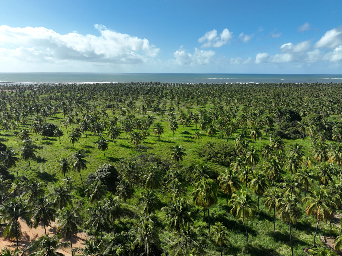 Aerial view of a palm plantation stretching to the coast, development land for sale Malaysia