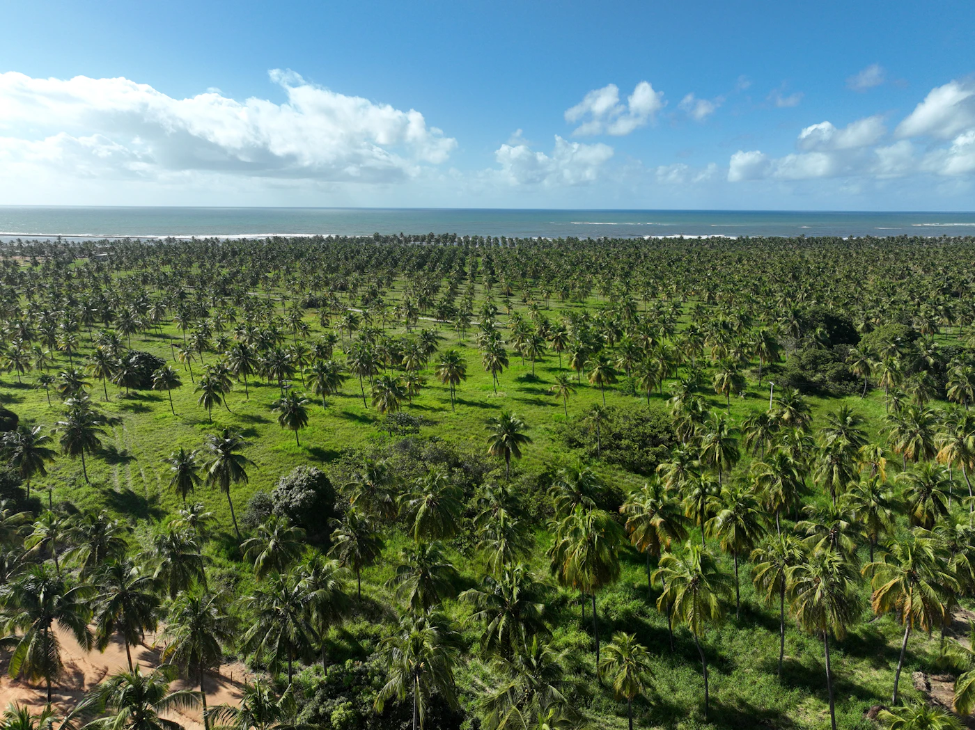 Palm plantation near the ocean