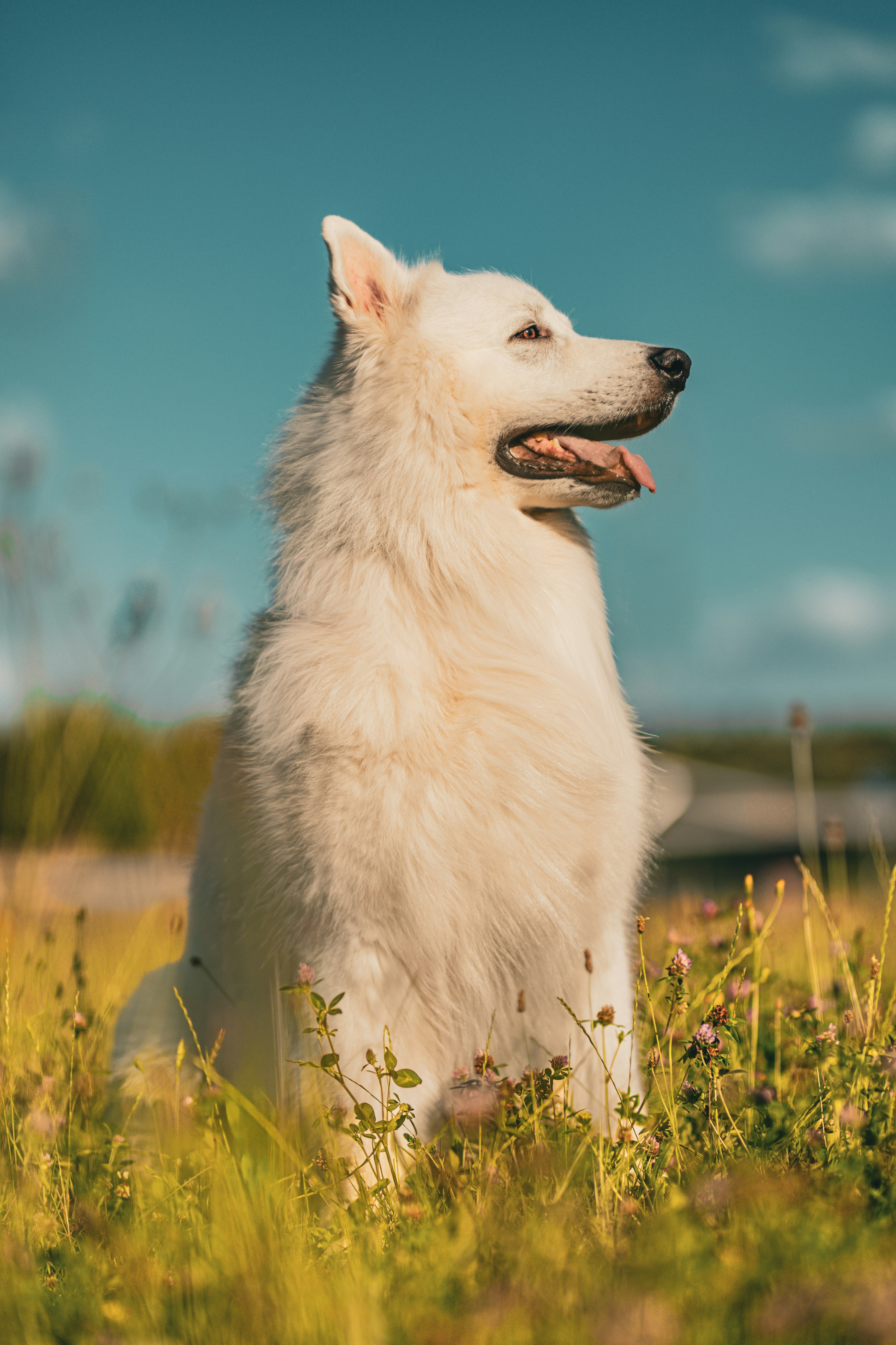 A white dog sitting in a sunny field.