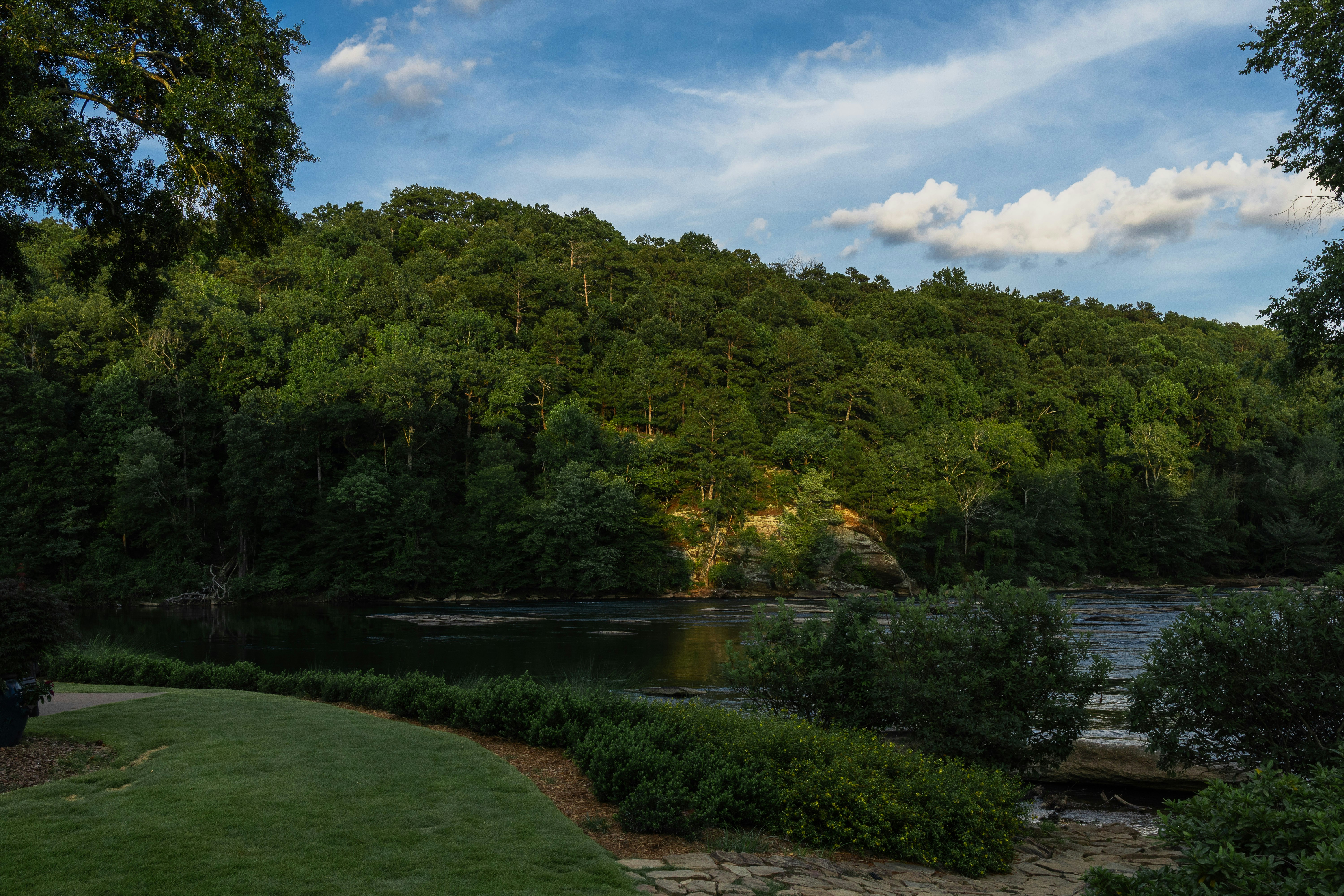 Lush green forest and river under a blue sky