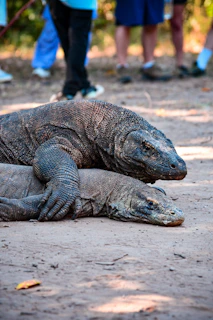 Two komodo dragons resting on sandy ground
