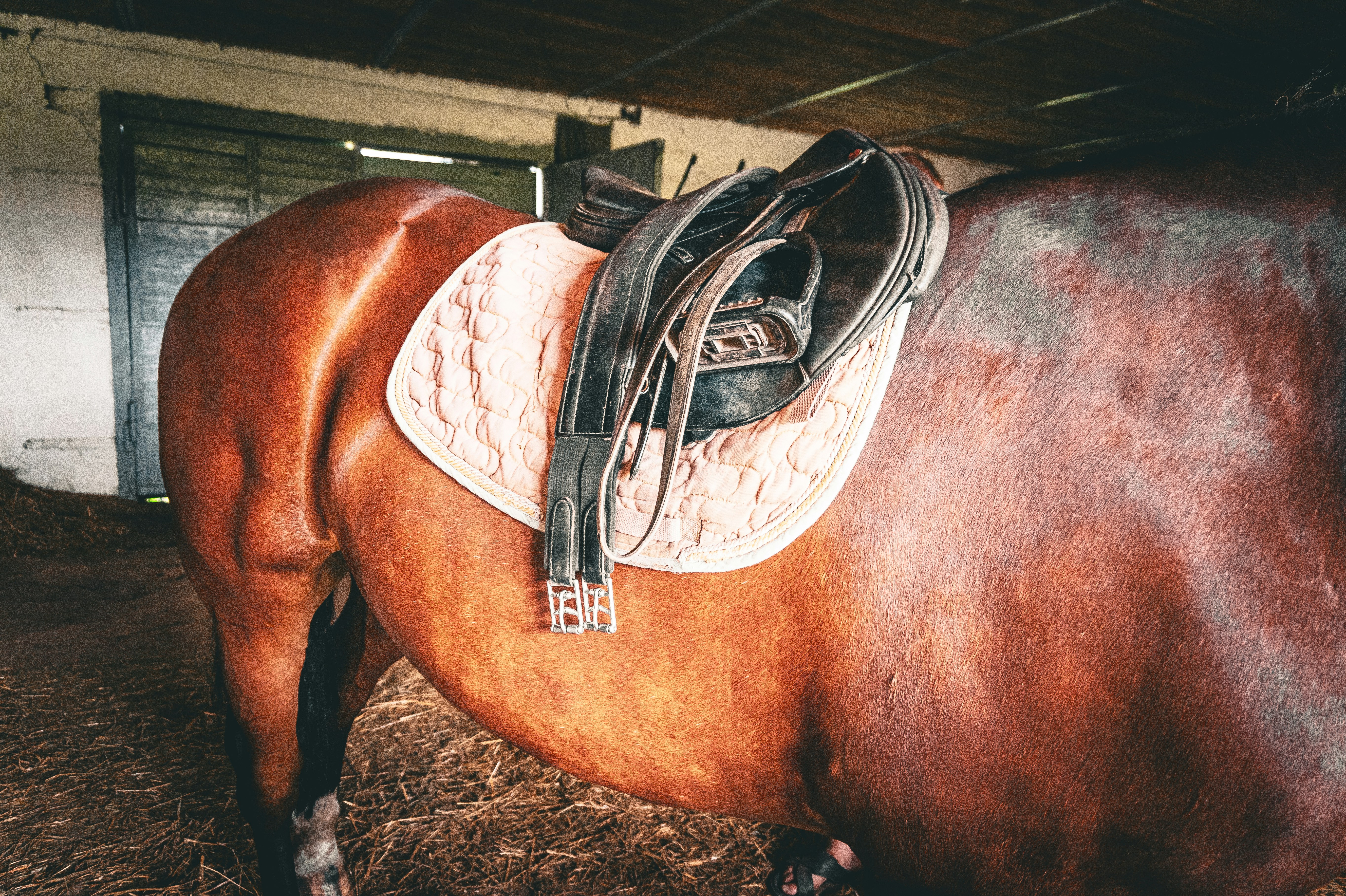 Horse saddle and saddle pad