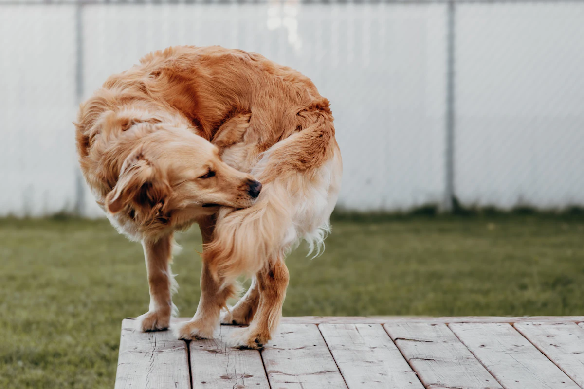 A golden retriever scratching its side