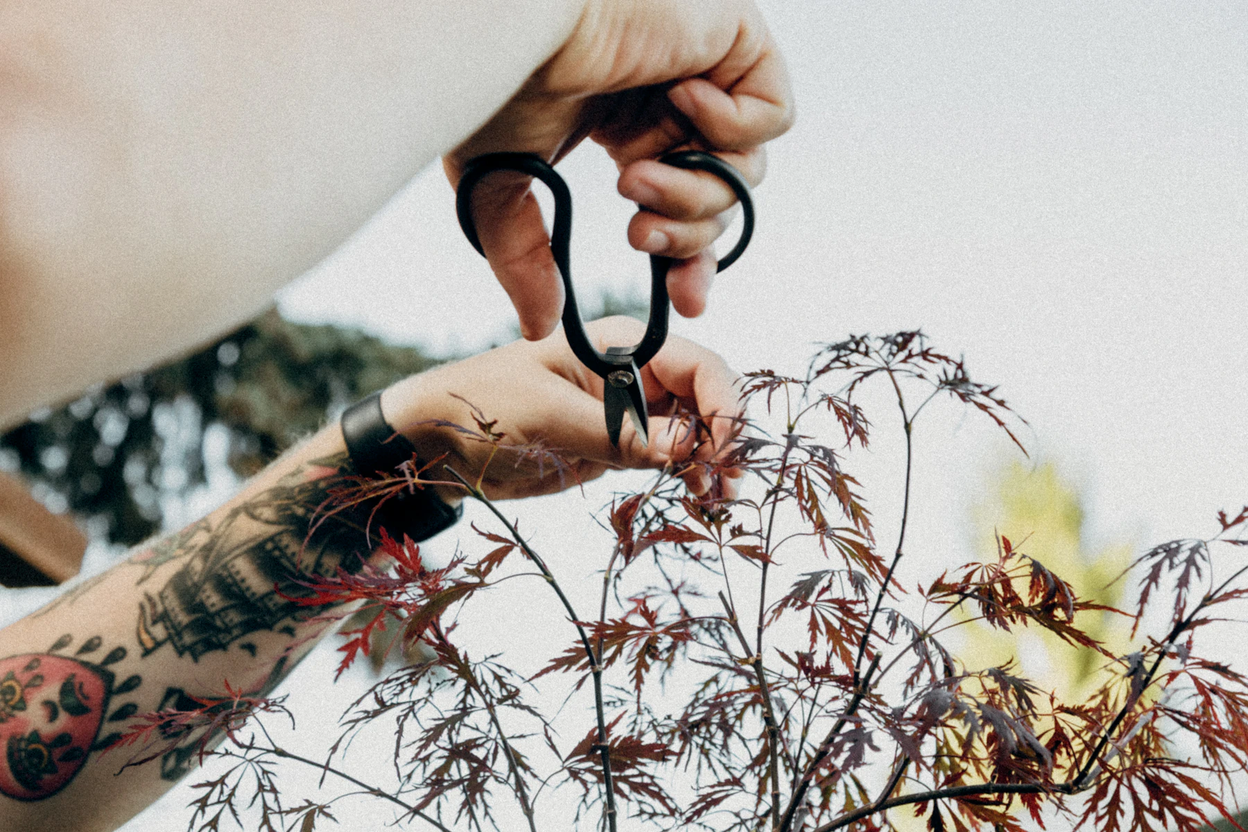 Tattooed hands trimming the tip of a red Japanese maple shoot with black bonsai shears