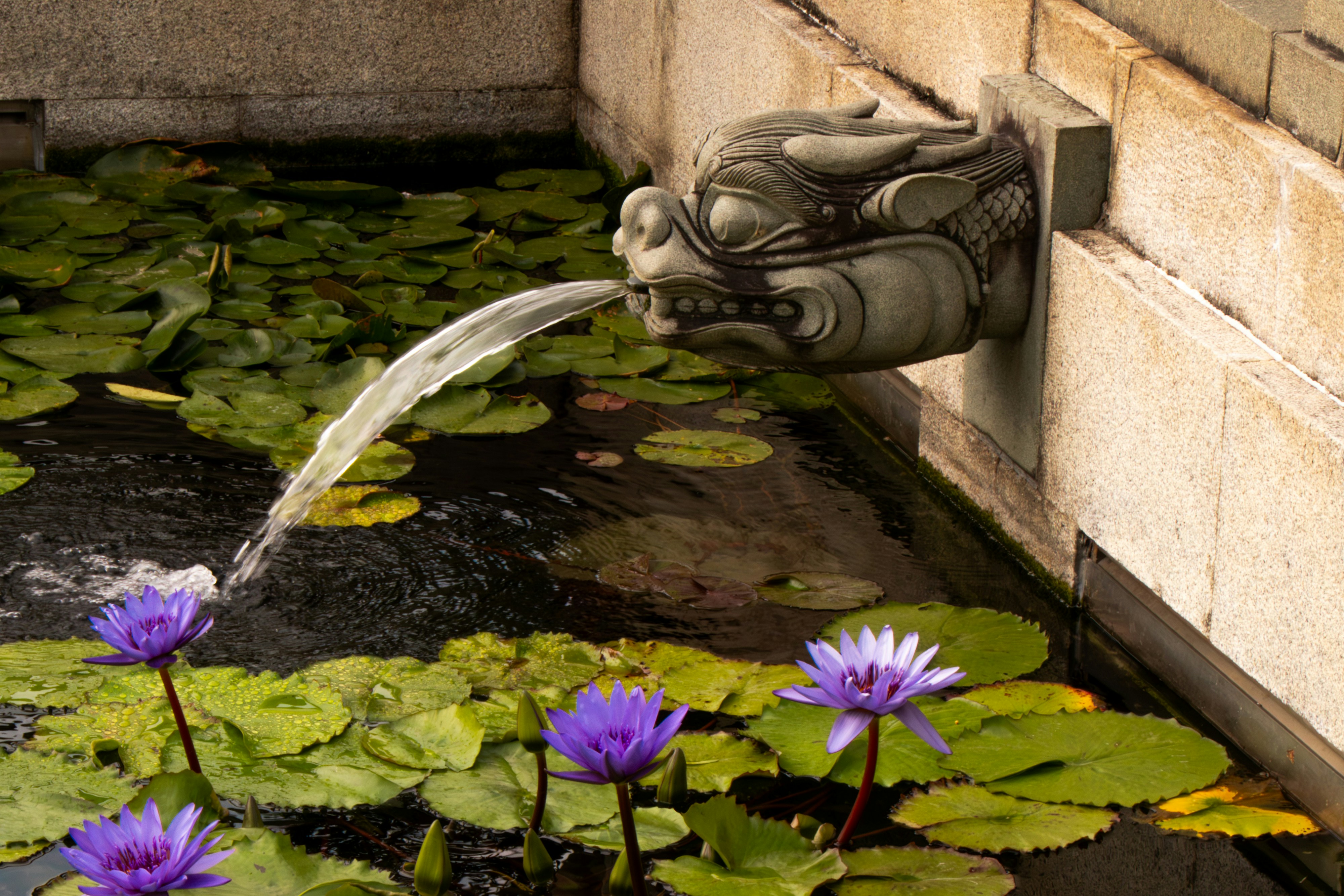 Dragon fountain spouts water into a pond with purple lilies.