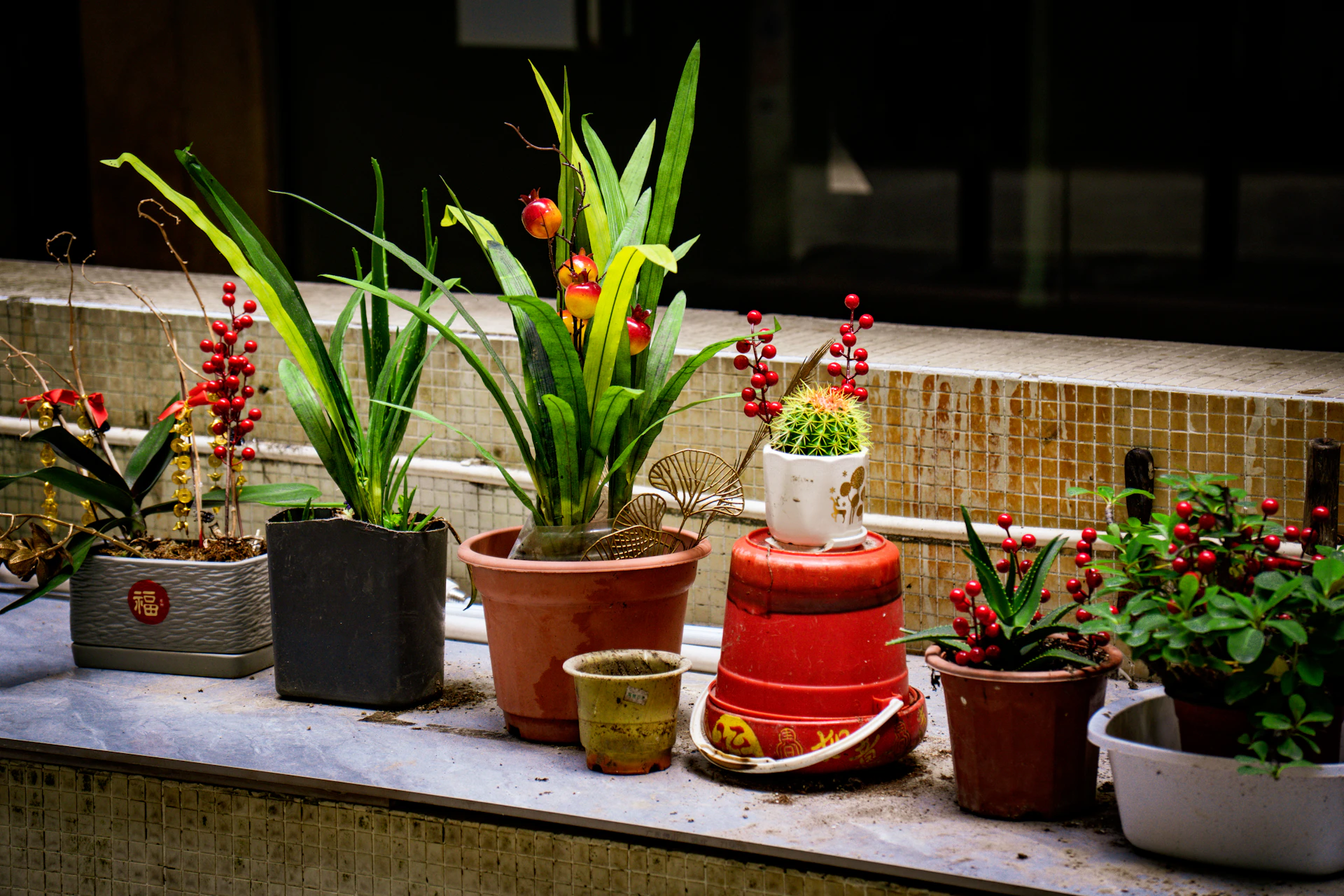 Various potted plants, some with red berries, on a windowsill.