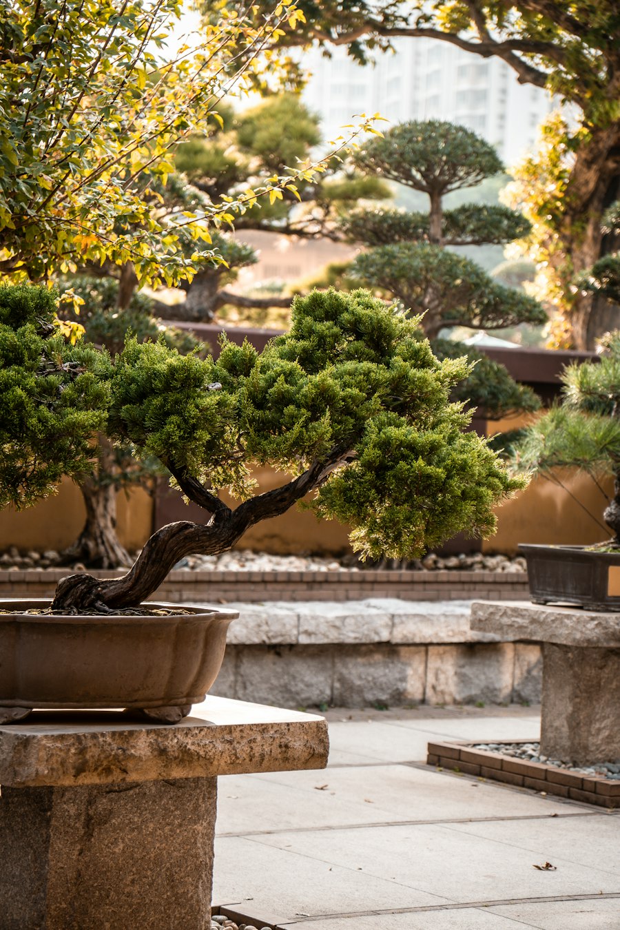 Close-up of a juniper bonsai with delicate foliage