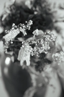 Delicate white flowers against a blurred background in monochrome.