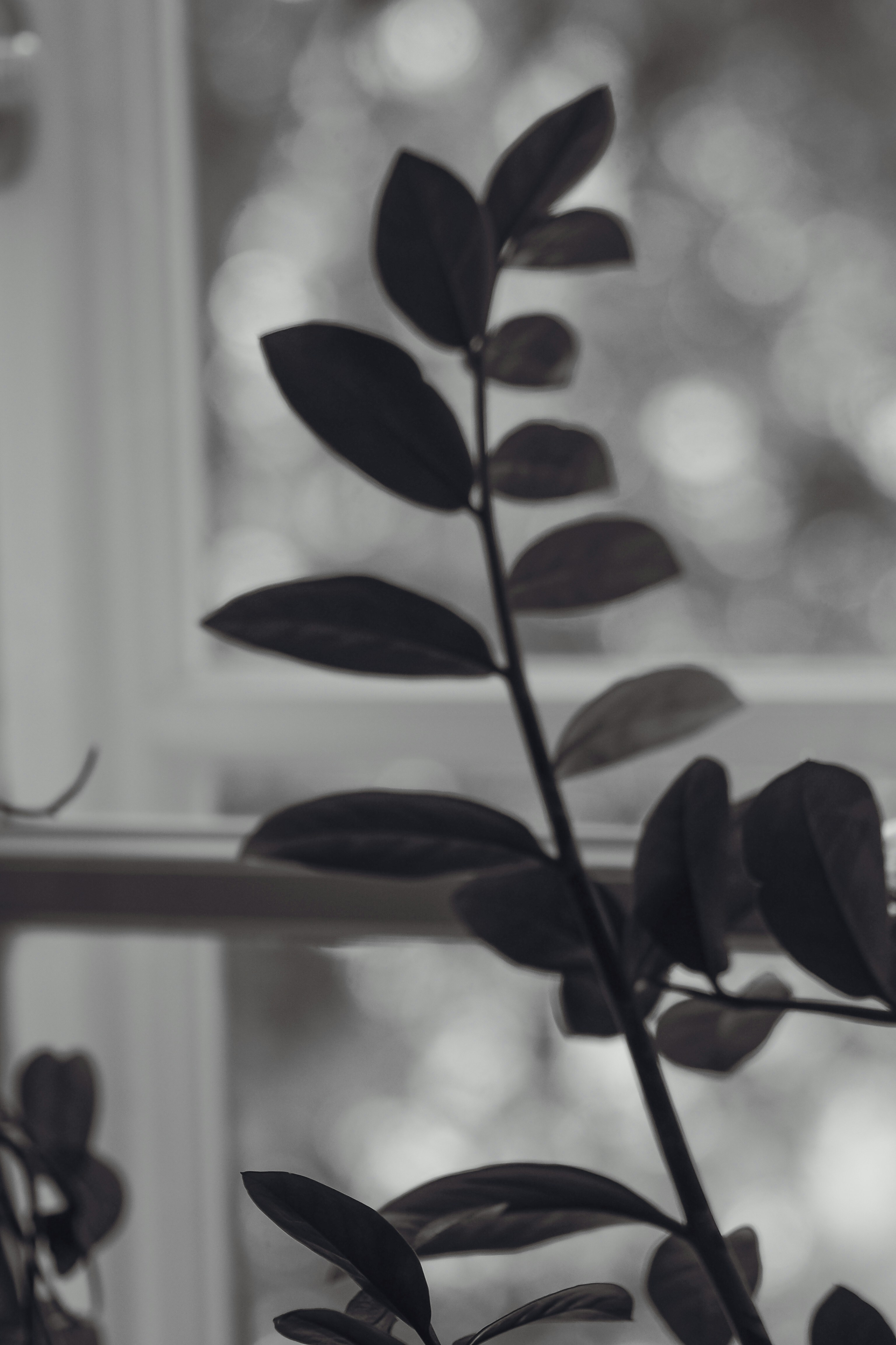 Starting Seeds Indoors in Summer for Fall Transplants
