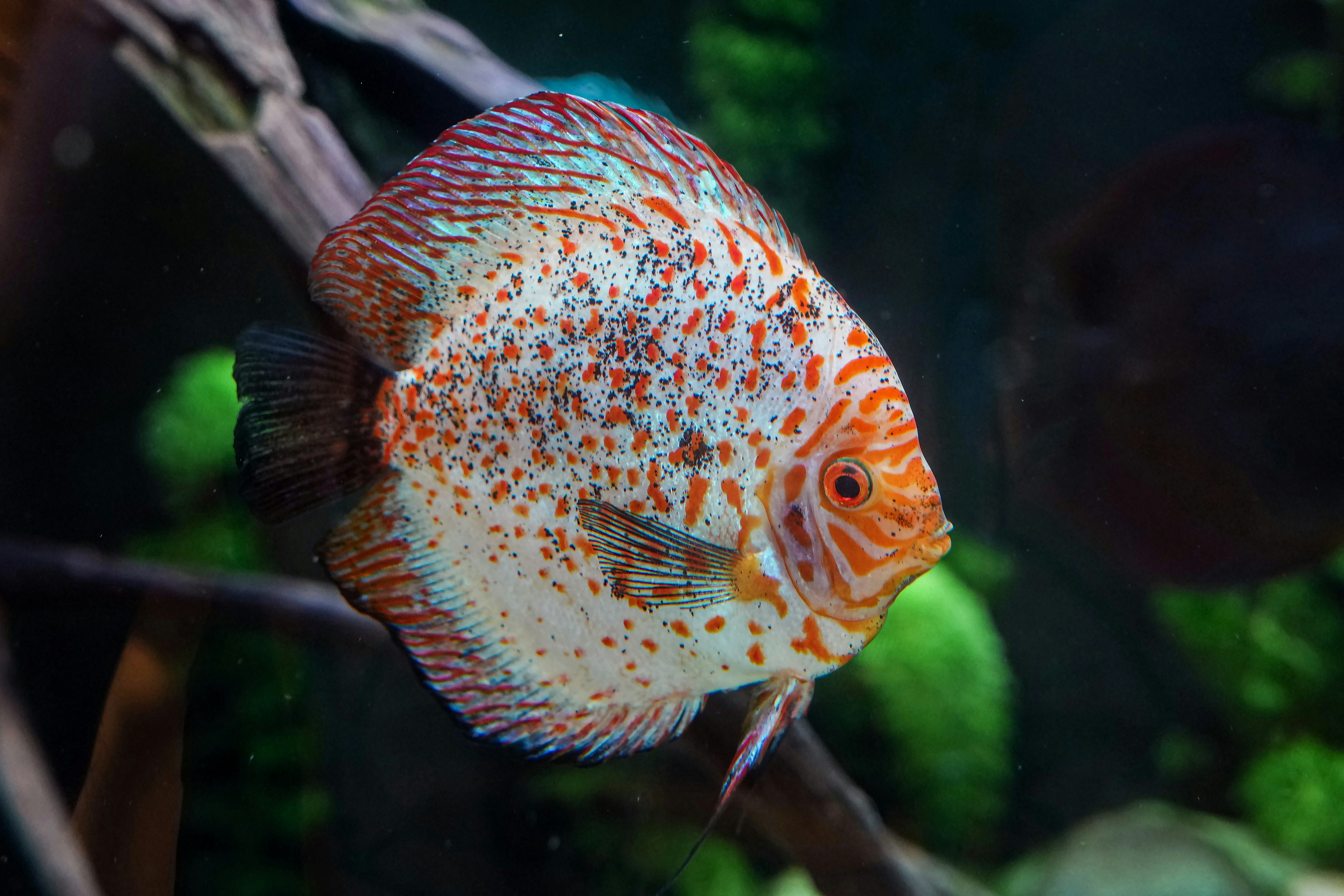 A spotted white and orange discus fish in an aquarium.
