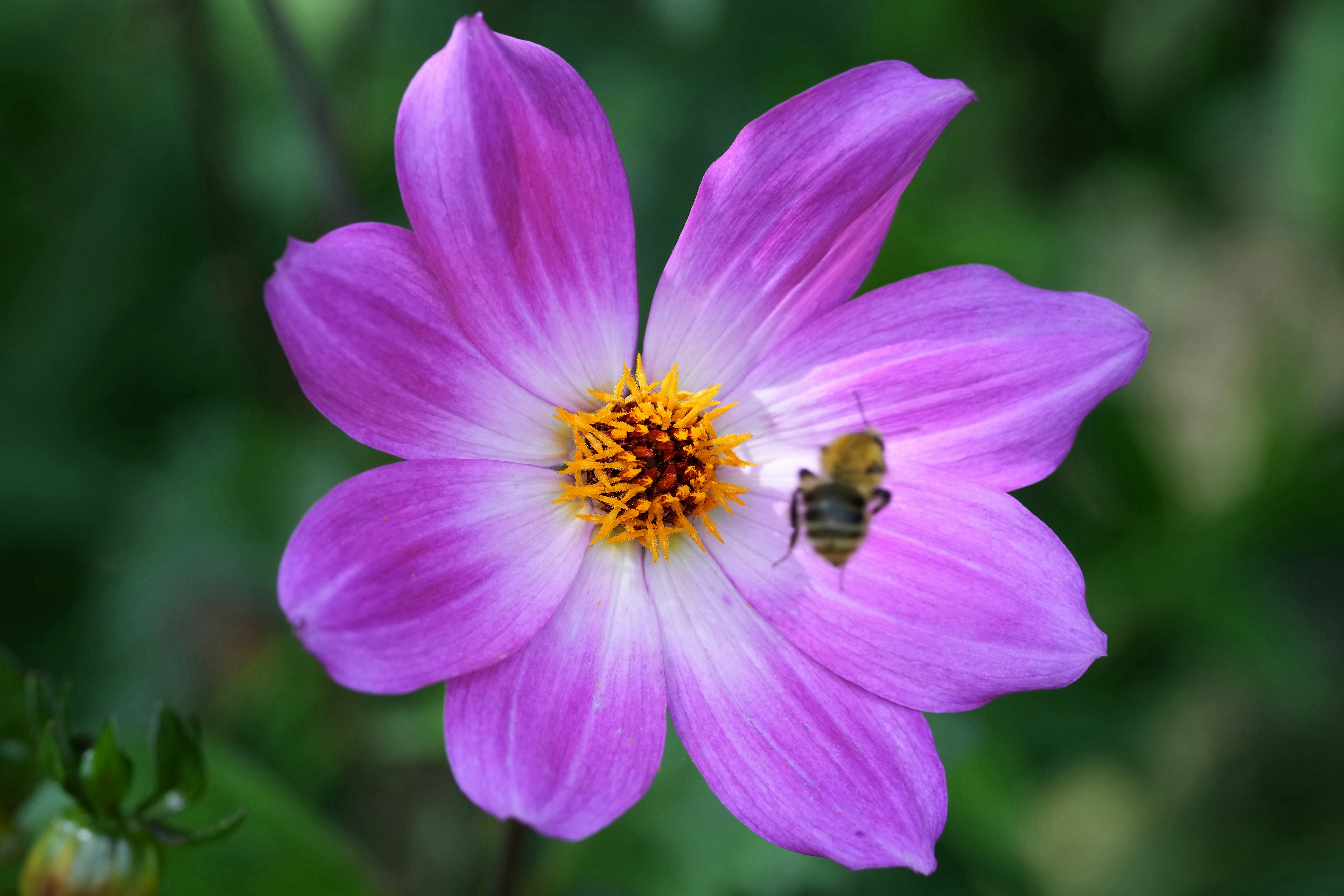 A bee on a purple flower with a yellow center.