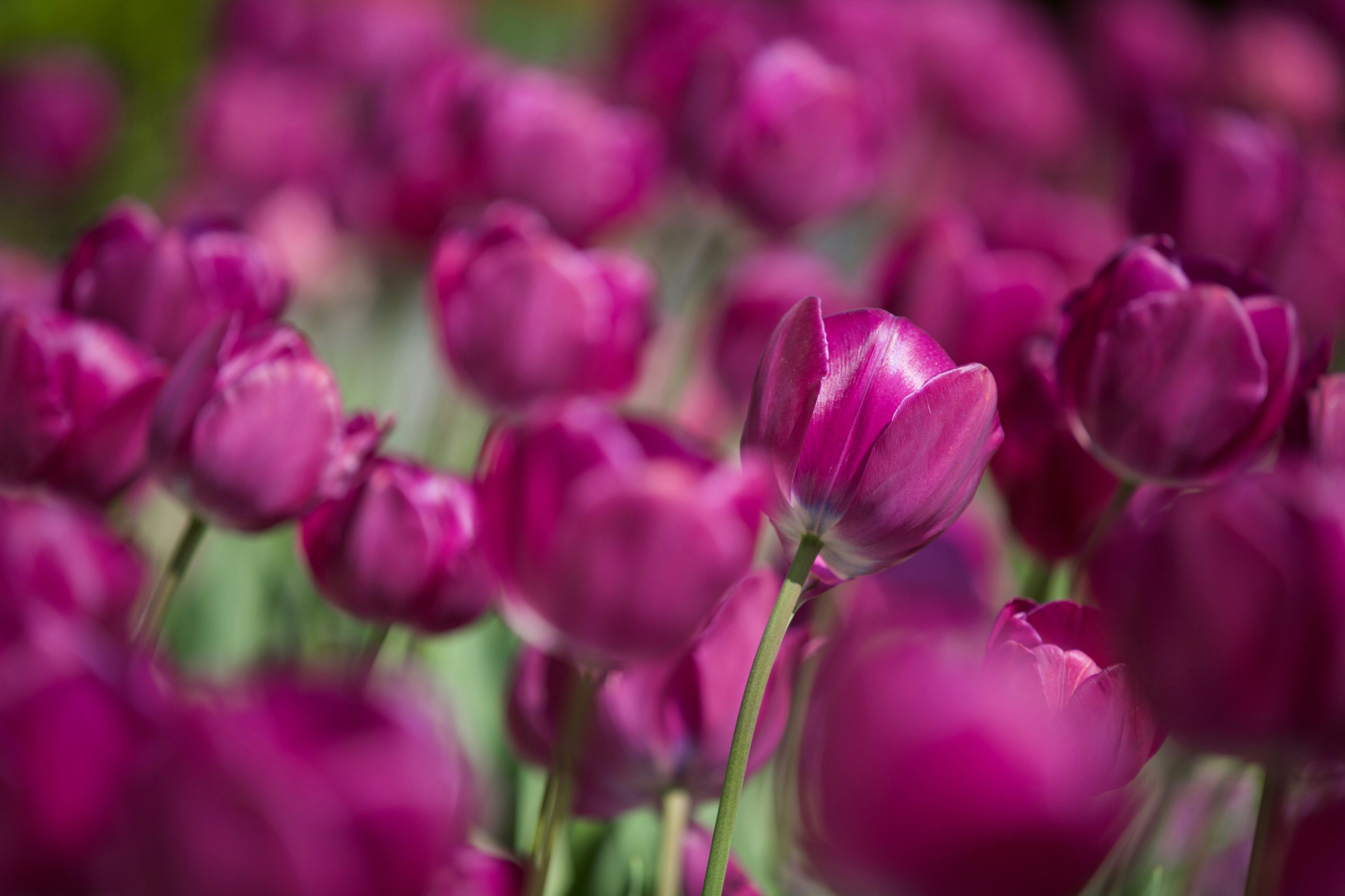 A field of vibrant purple tulips in bloom.