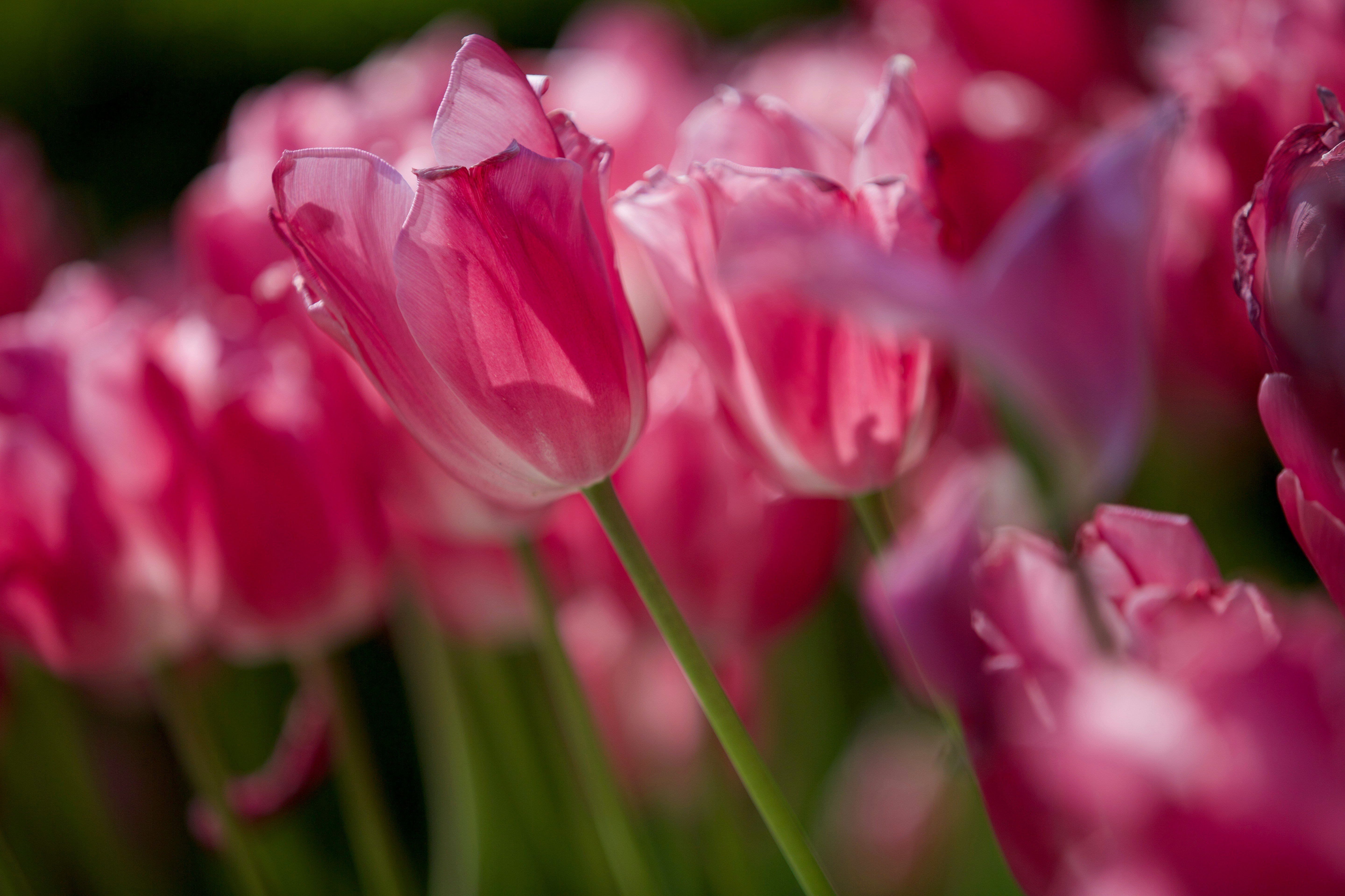 Vibrant pink tulips blooming in a sunlit garden.