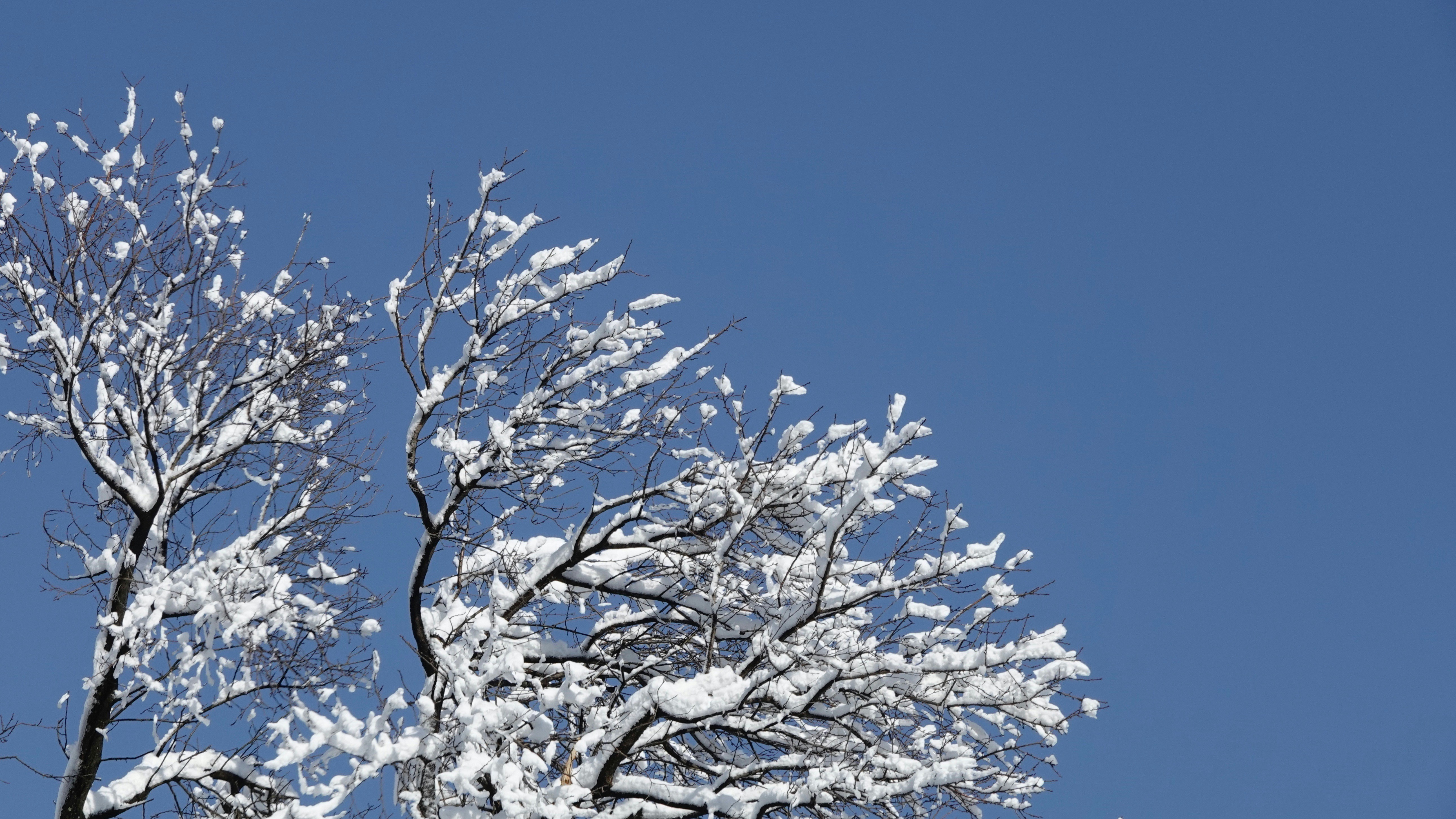 Rami di alberi coperti di neve contro un cielo azzurro limpido.