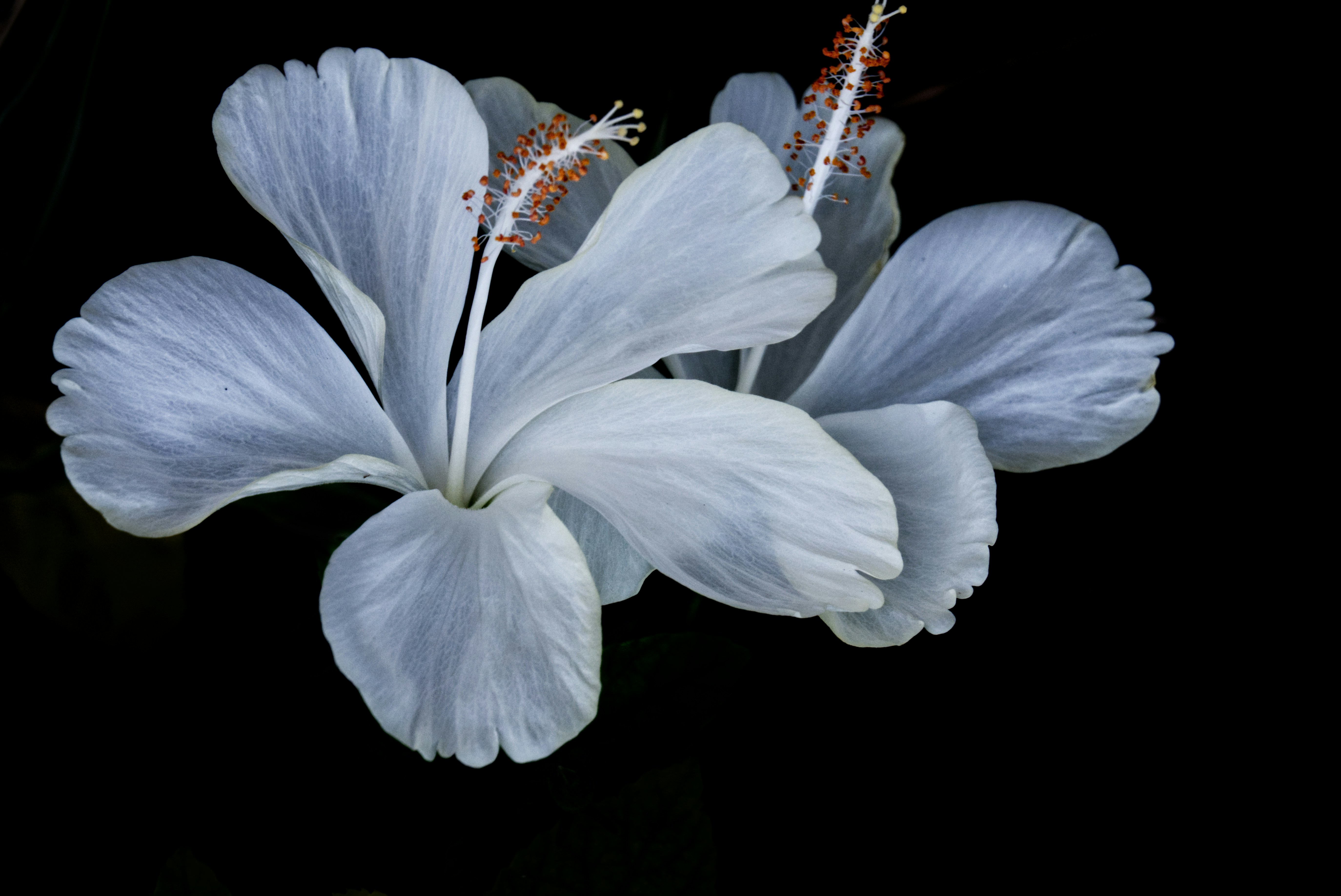 Due fiori di ibisco azzurro chiaro su sfondo nero.