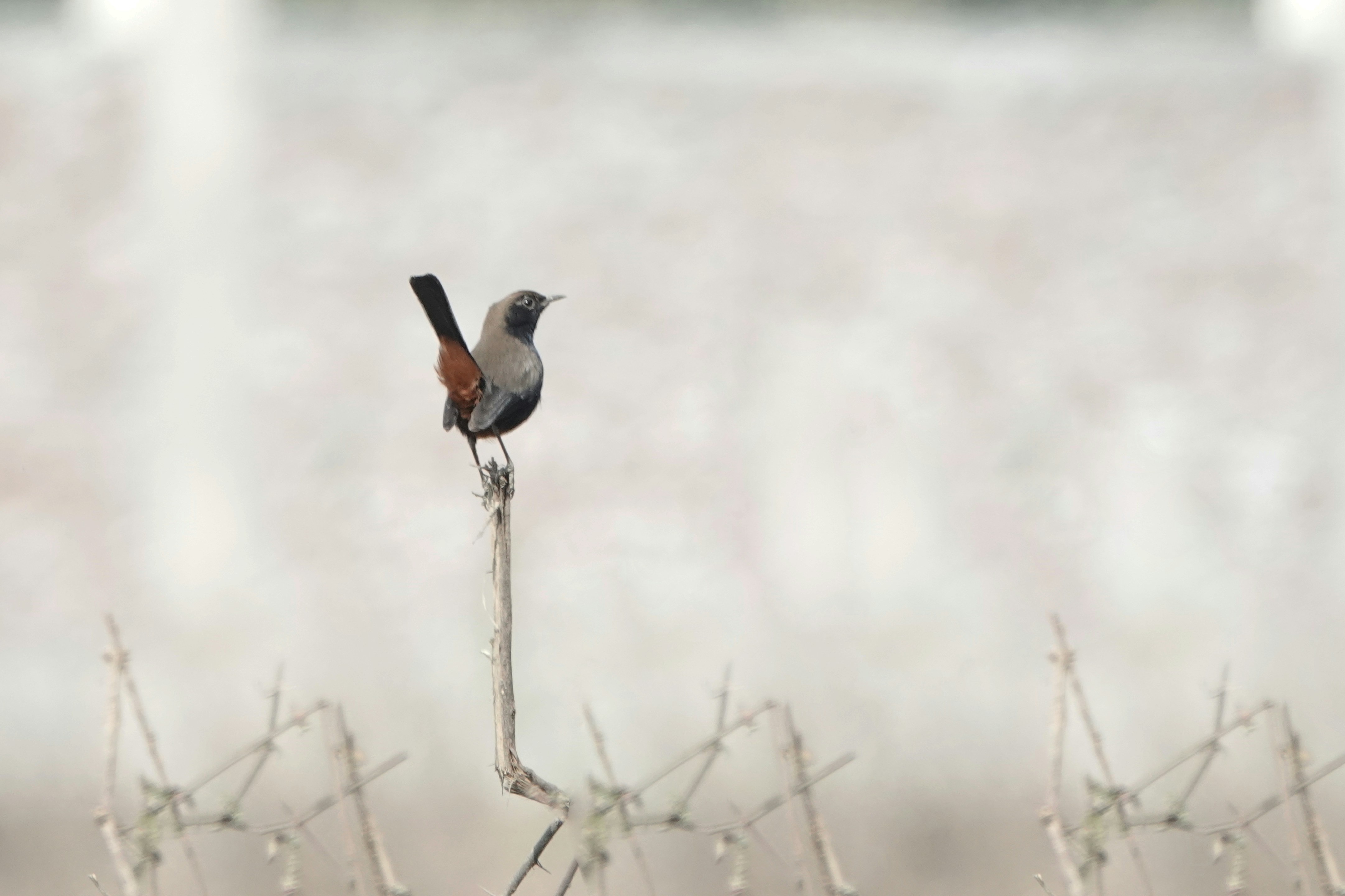 Uccello con il groppone rossastro che si posa su un ramo nudo.
