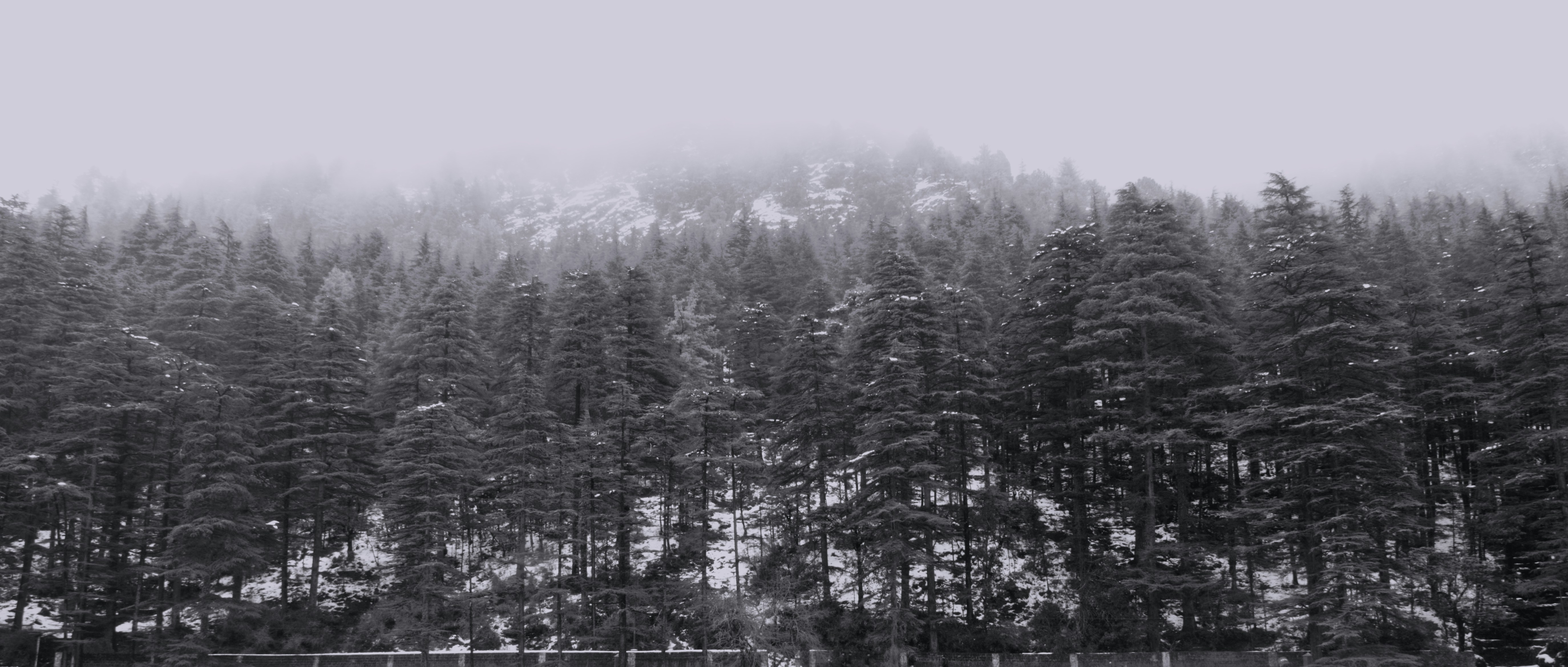 Fitta foresta di pini coperta di neve sotto un cielo nebbioso.