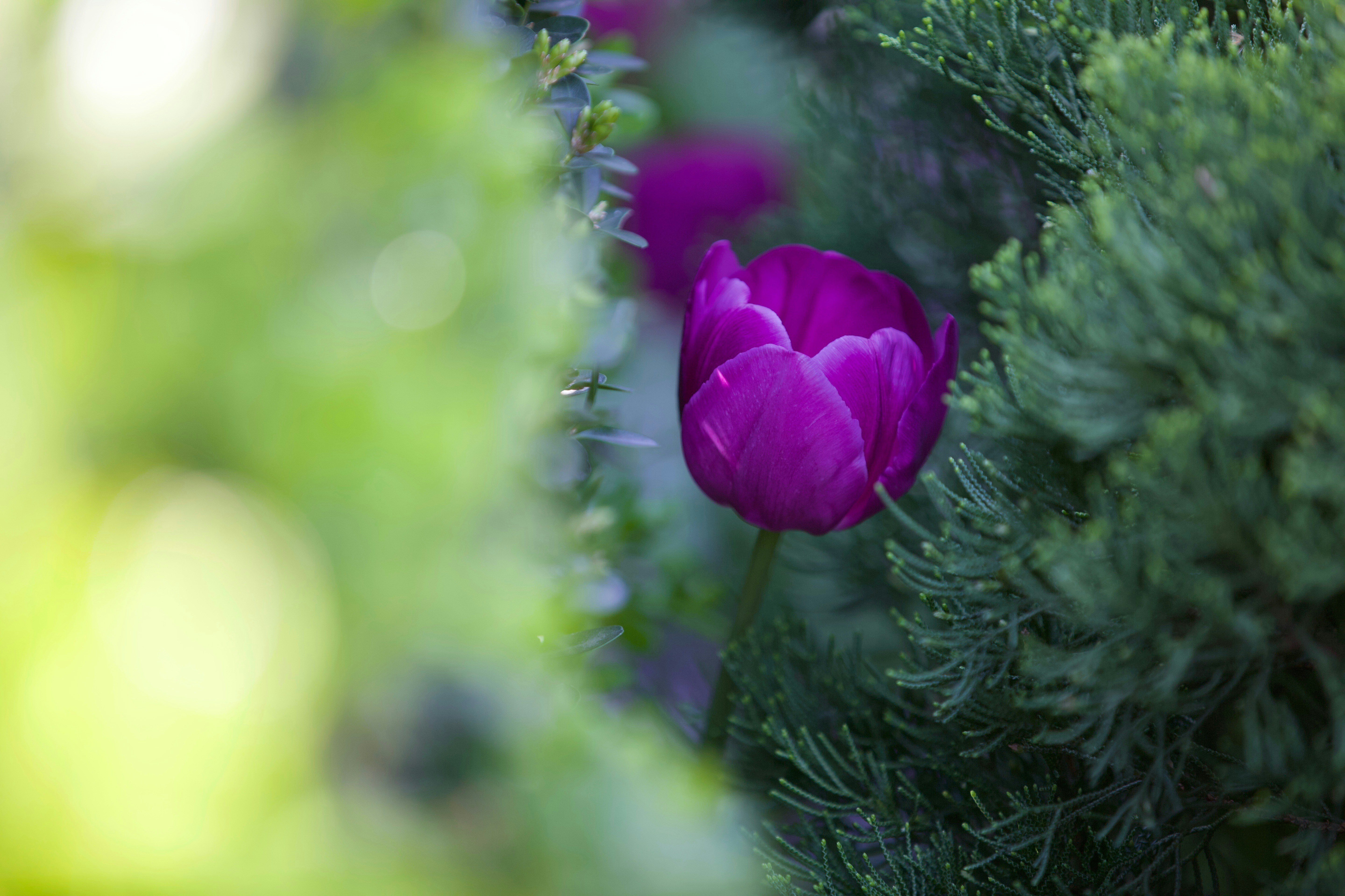 A vibrant purple tulip nestled among green foliage.