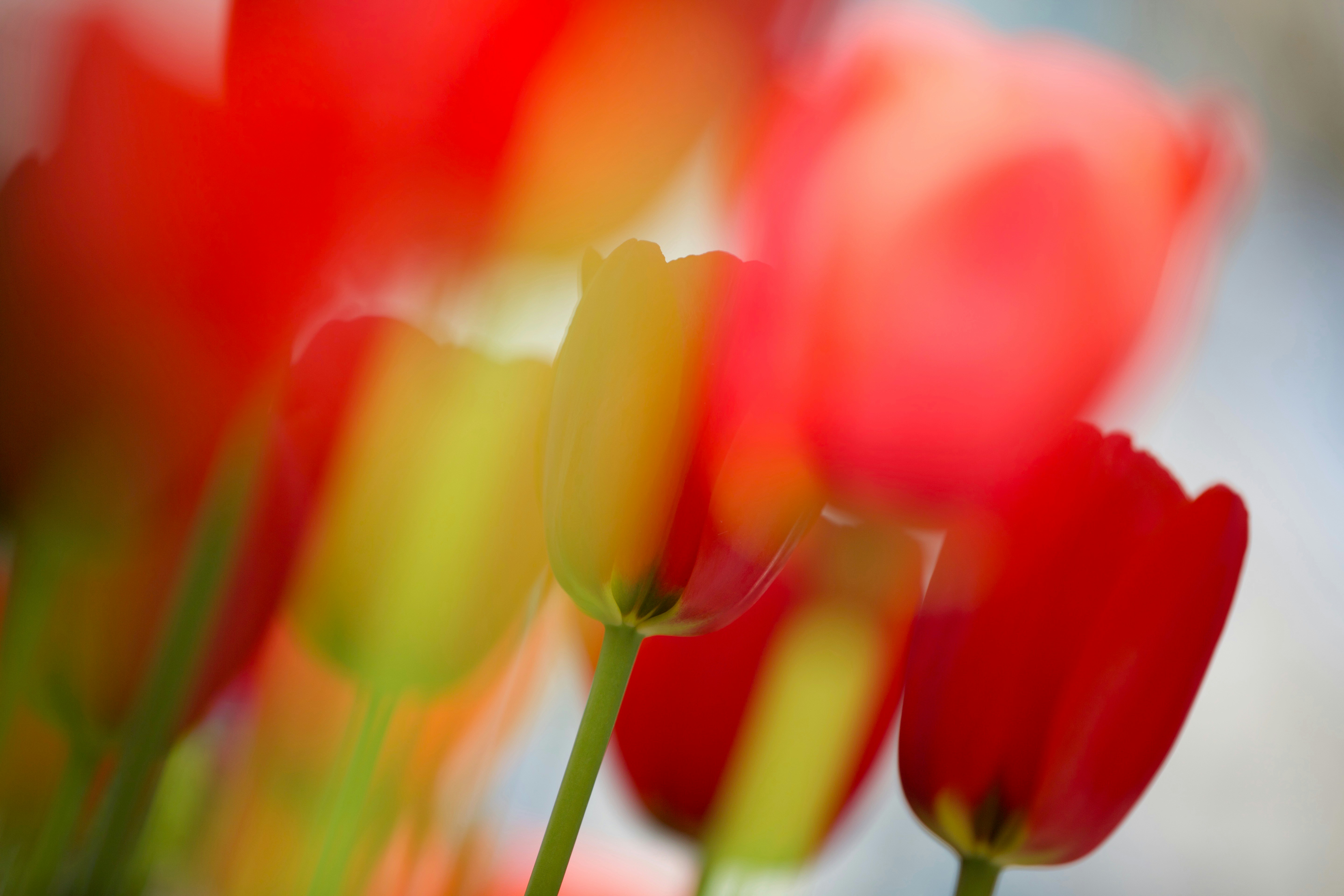Vibrant red and yellow tulips with a soft, blurred background.