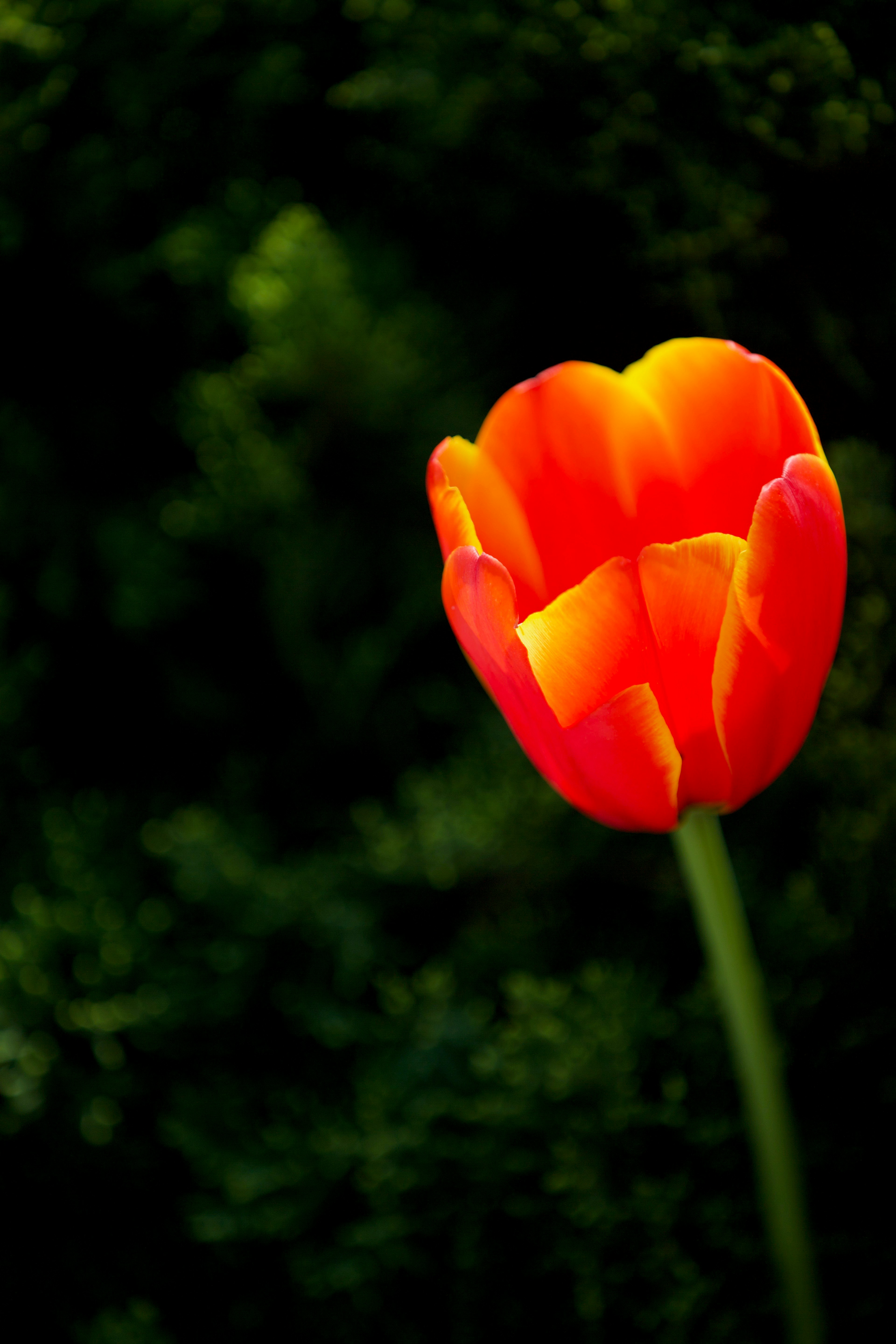 Single red and orange tulip against a dark green background.