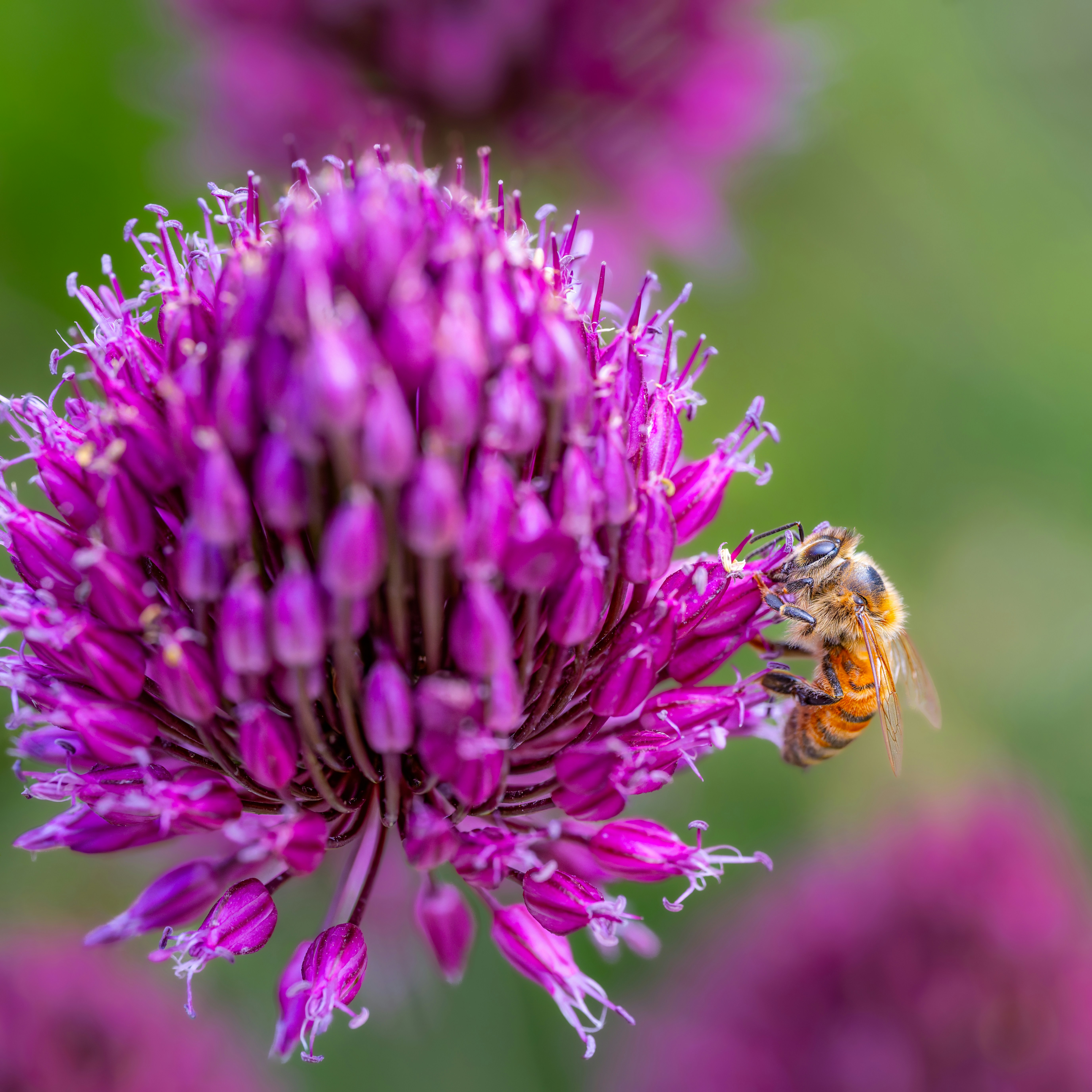 Una abeja recoge néctar de una vibrante flor de allium púrpura.