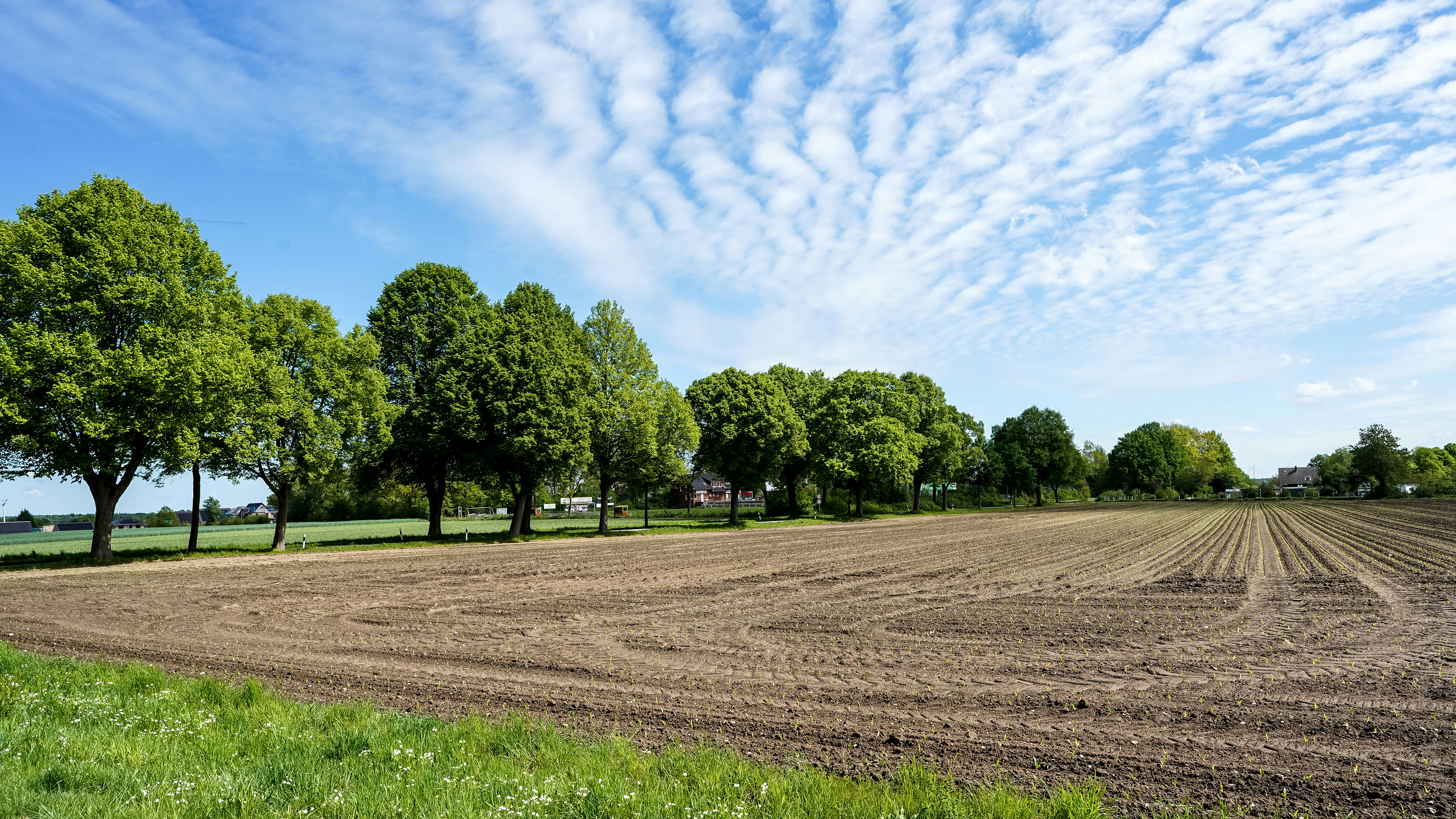 A tilled field under a blue sky with green trees.