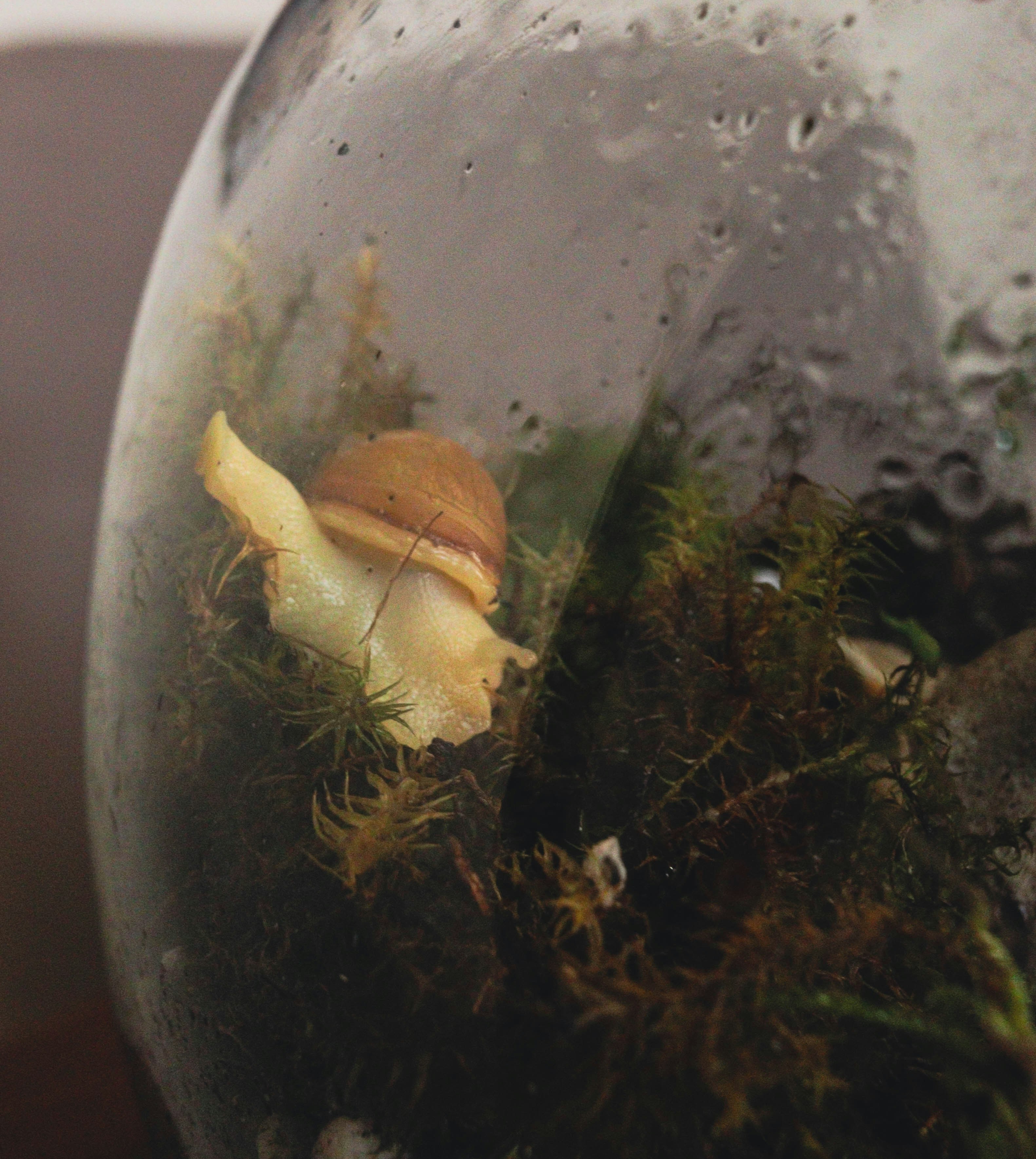 Um caracol rasteja sobre musgo dentro de um terrário de vidro.