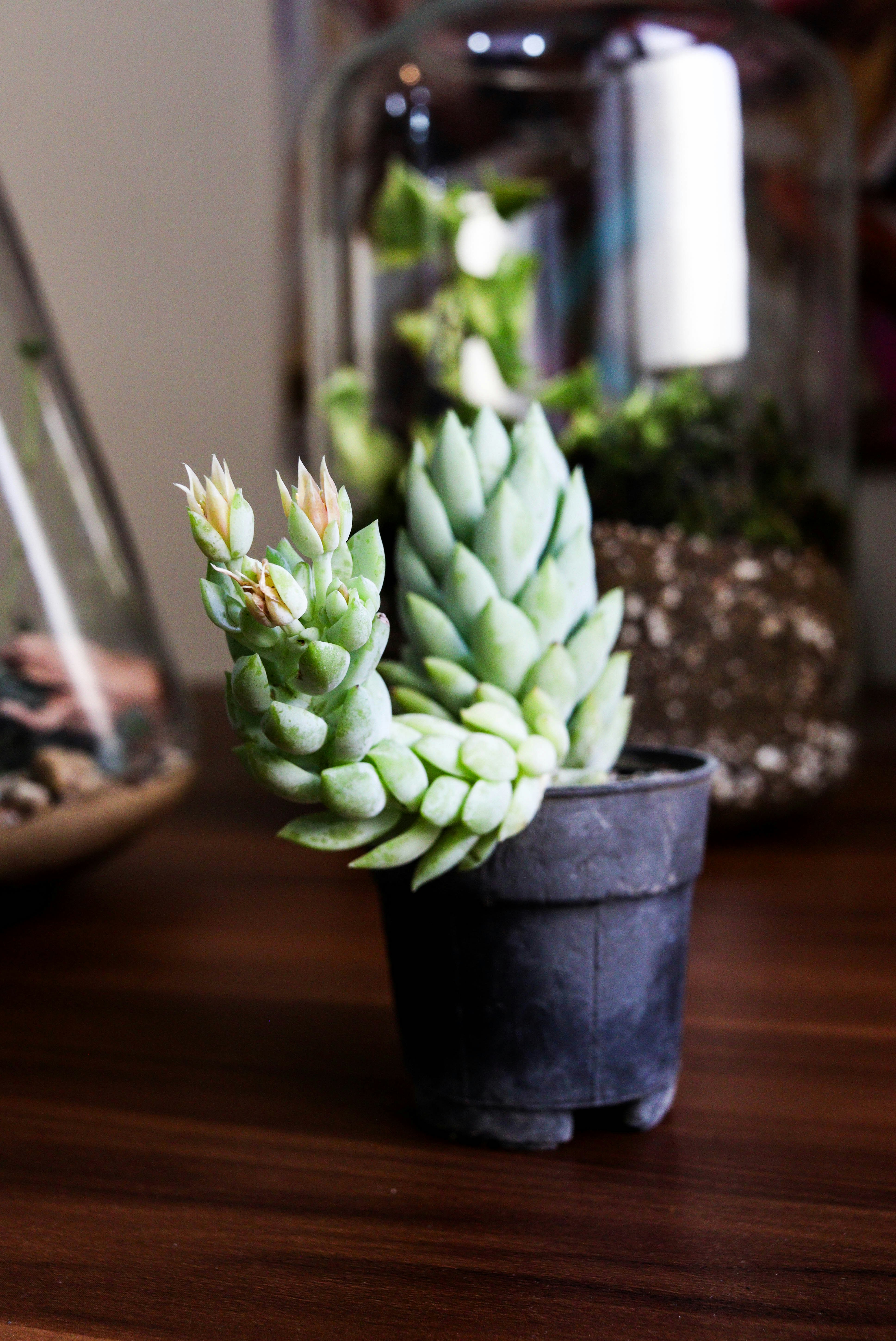 Uma suculenta verde em vaso com novos botões florais.