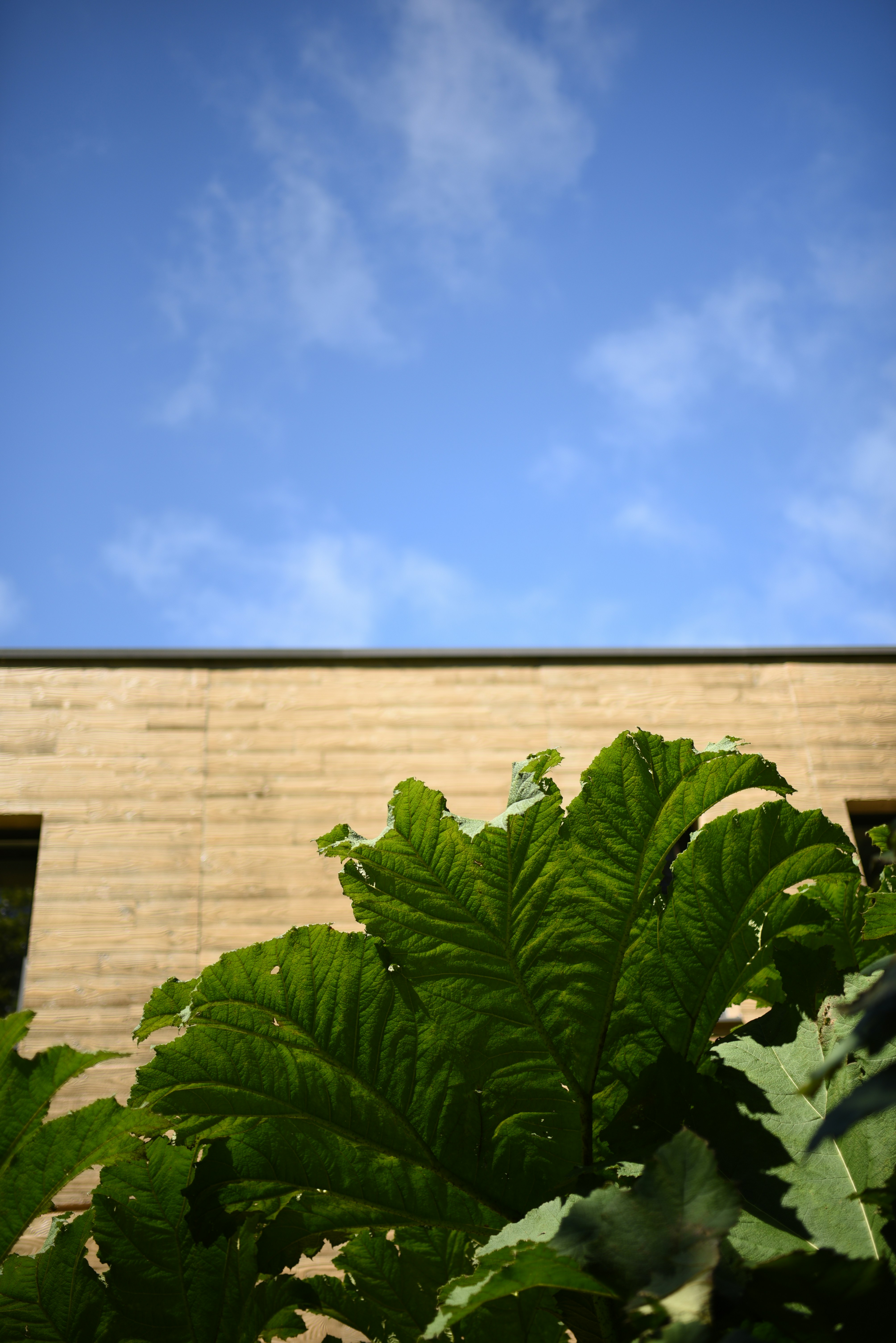 Large green leaves against a textured wall and blue sky