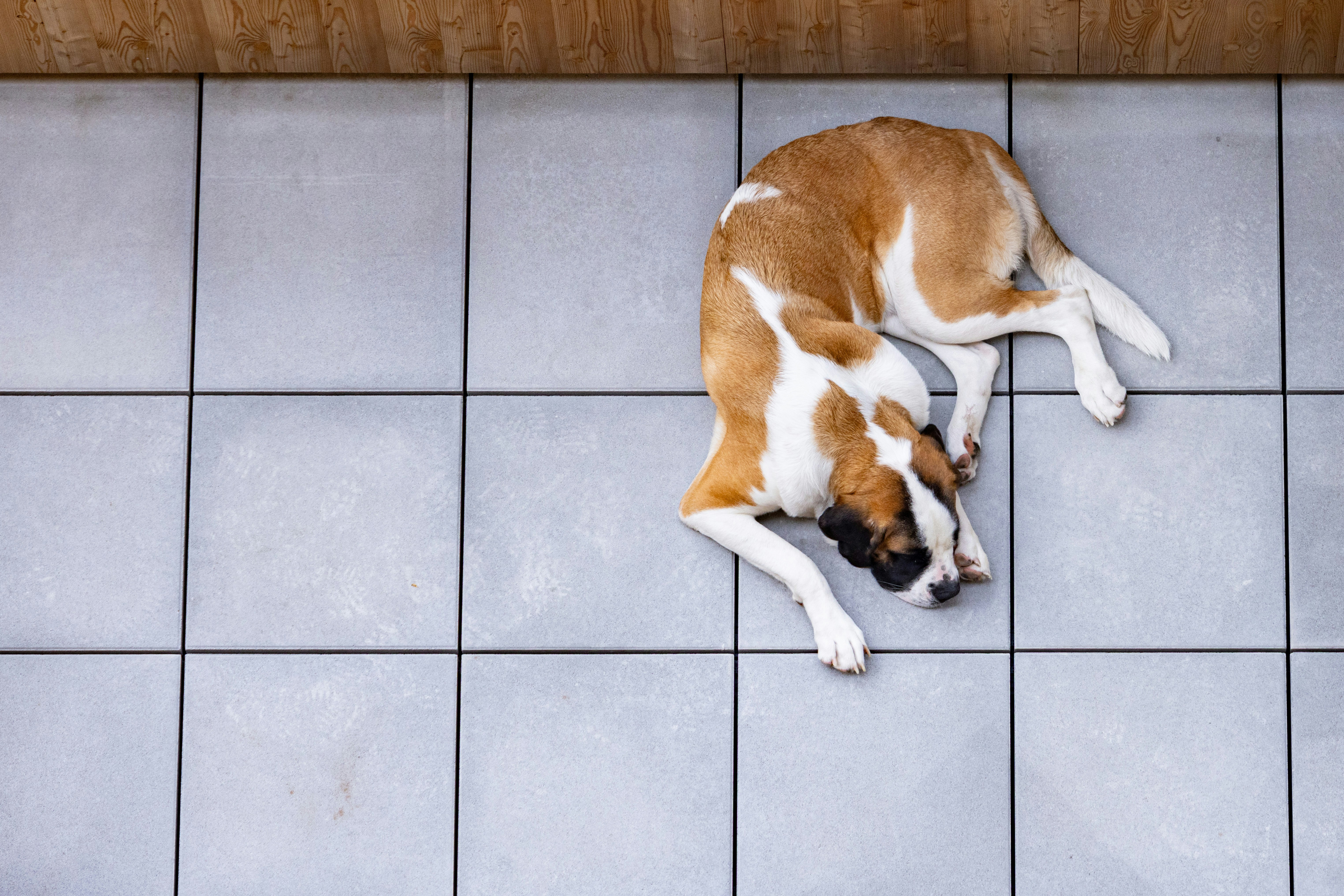 Pourquoi choisir des bois de cerf pour la mastication de son chien ?