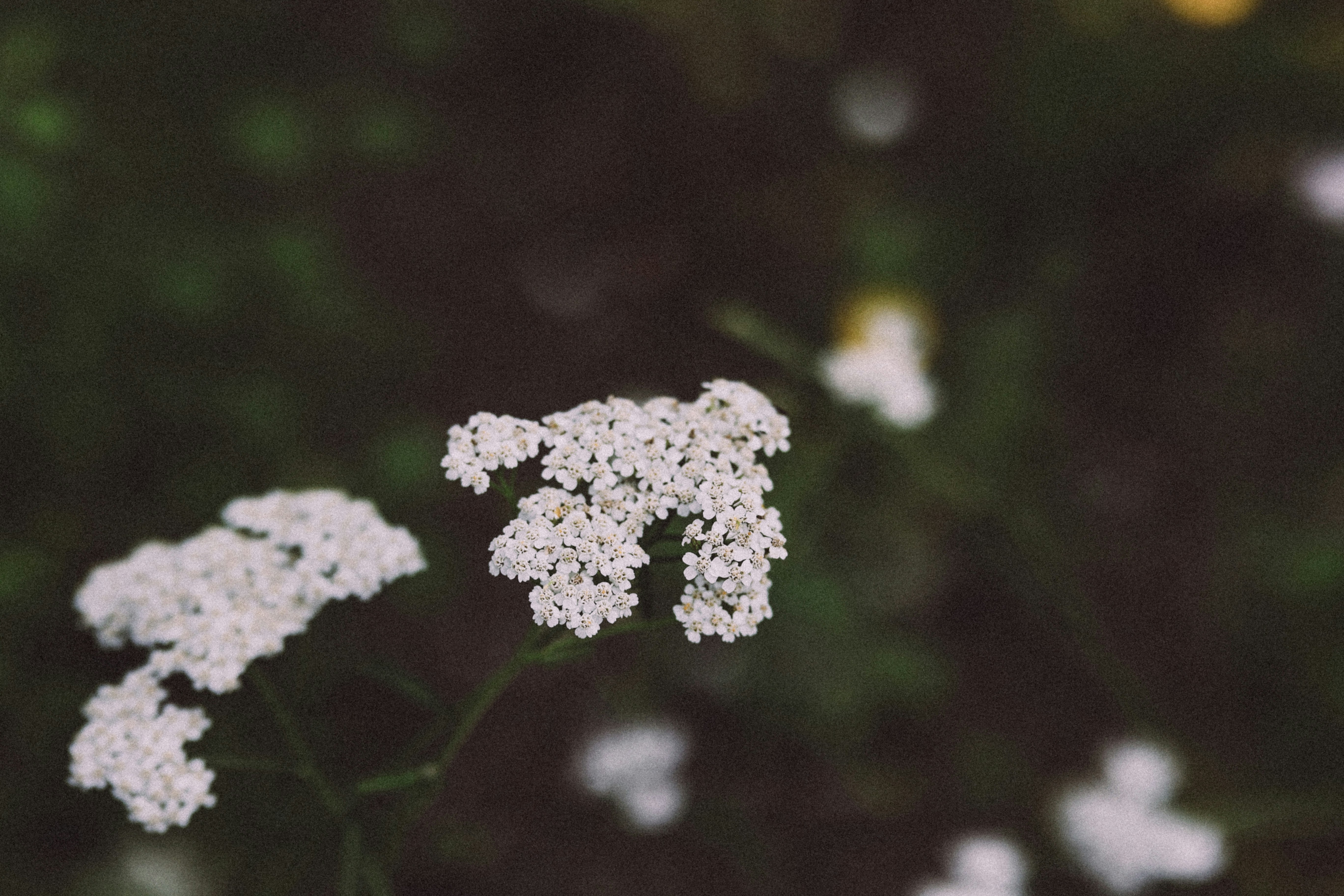 unnamed image