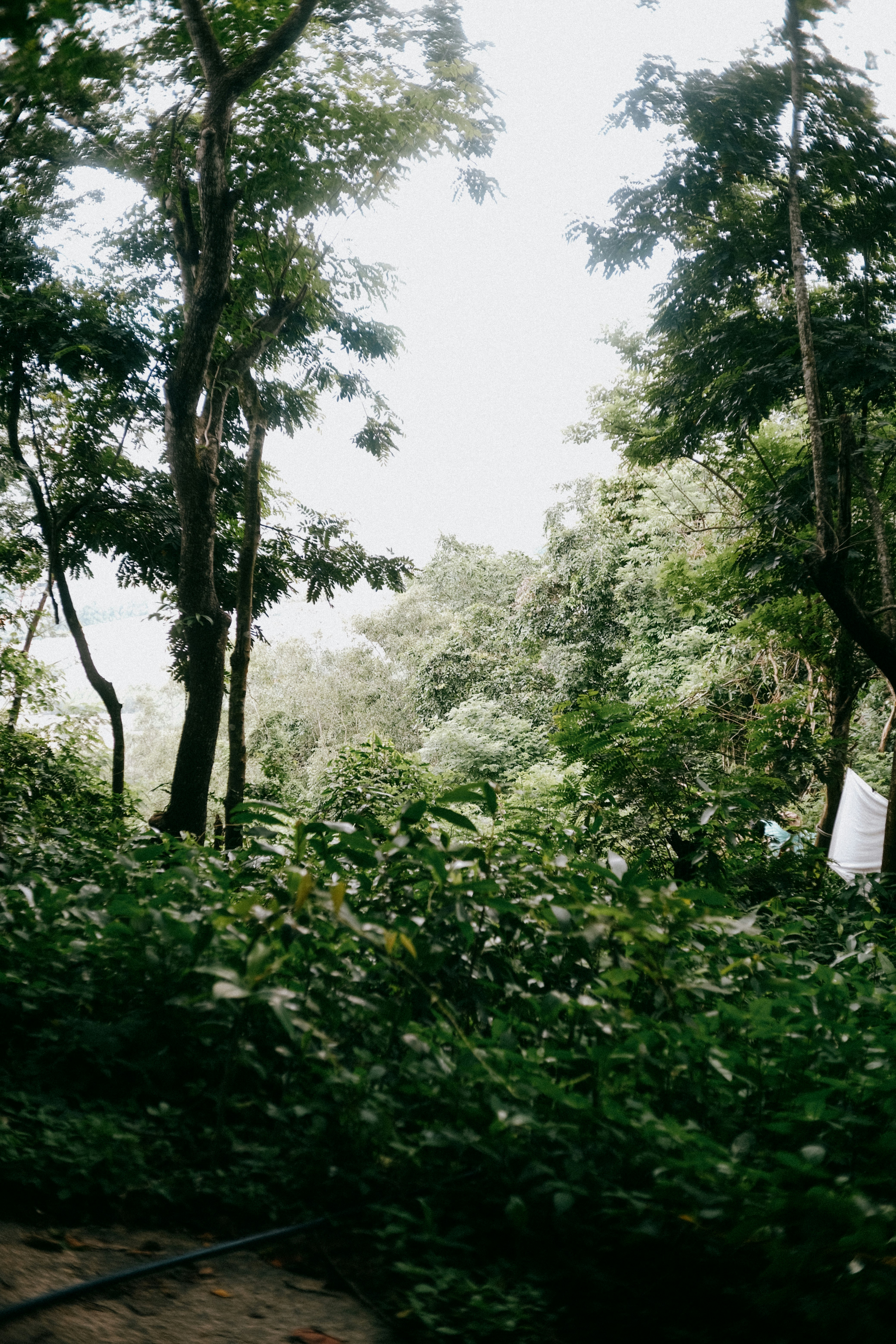 Dense green forest with tall trees and thick undergrowth