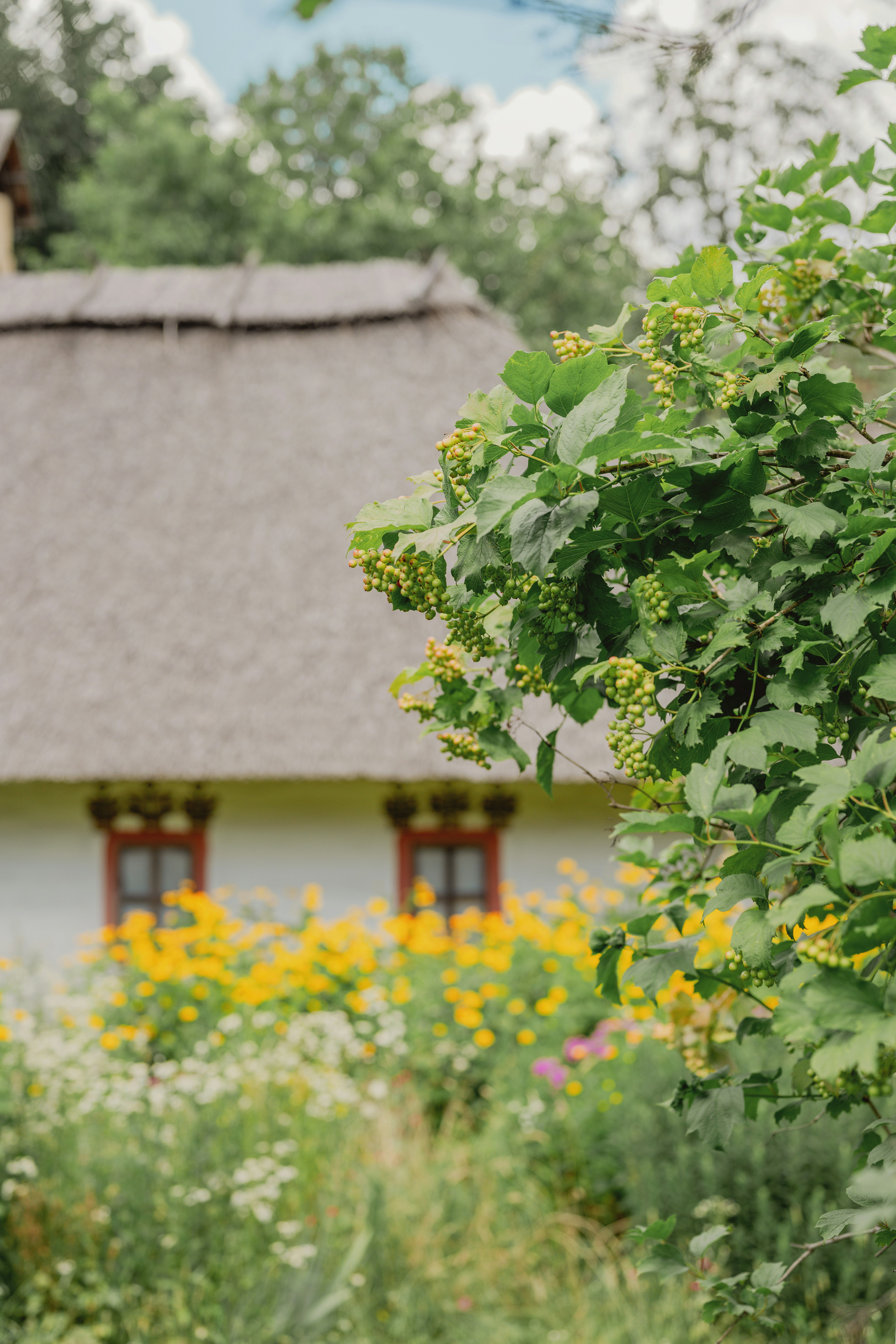 Casa tradicional com telhado de palha e flores amarelas atrás de folhas verdes.