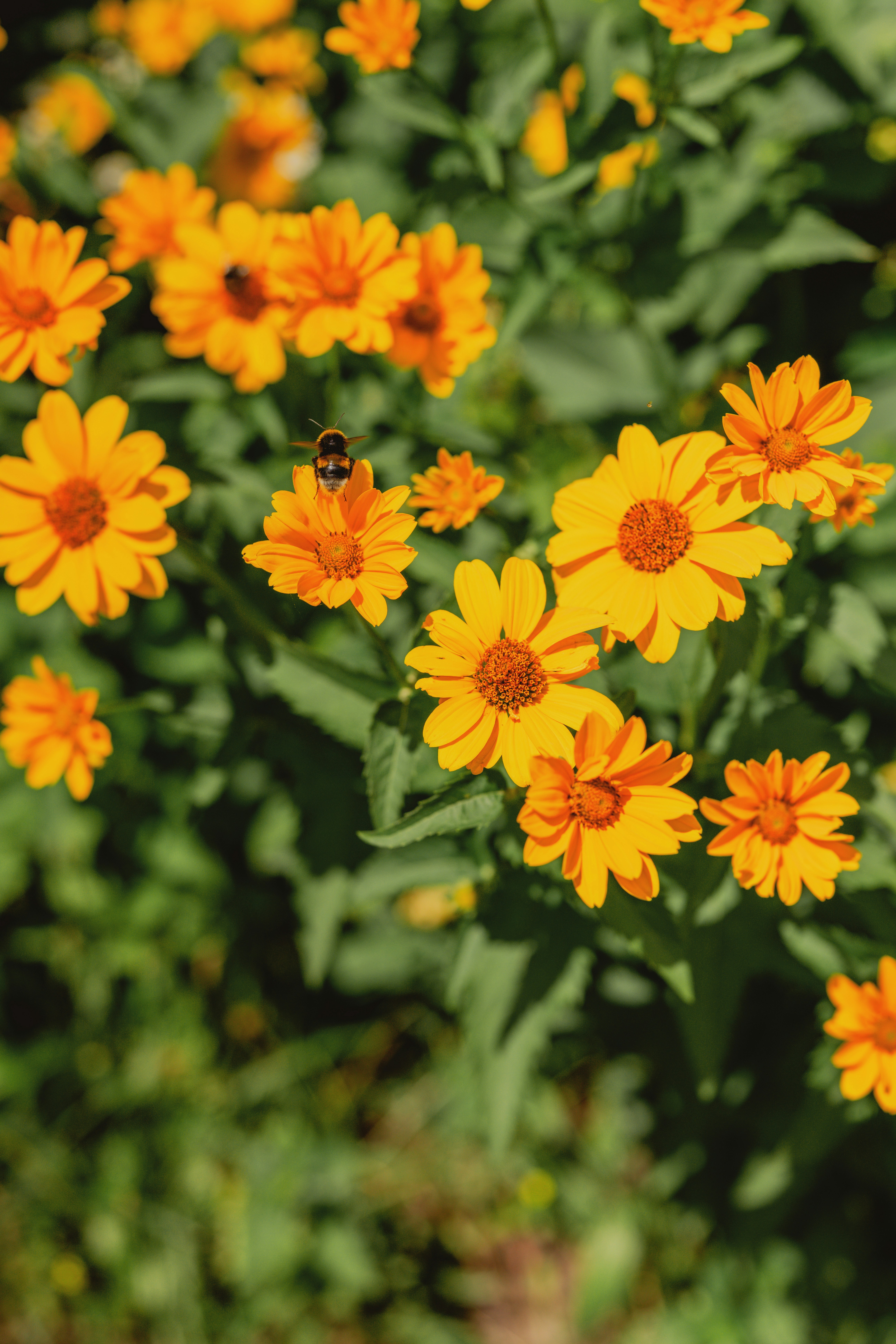 Uma abelha polinizando flores amarelo-alaranjadas brilhantes em um jardim.
